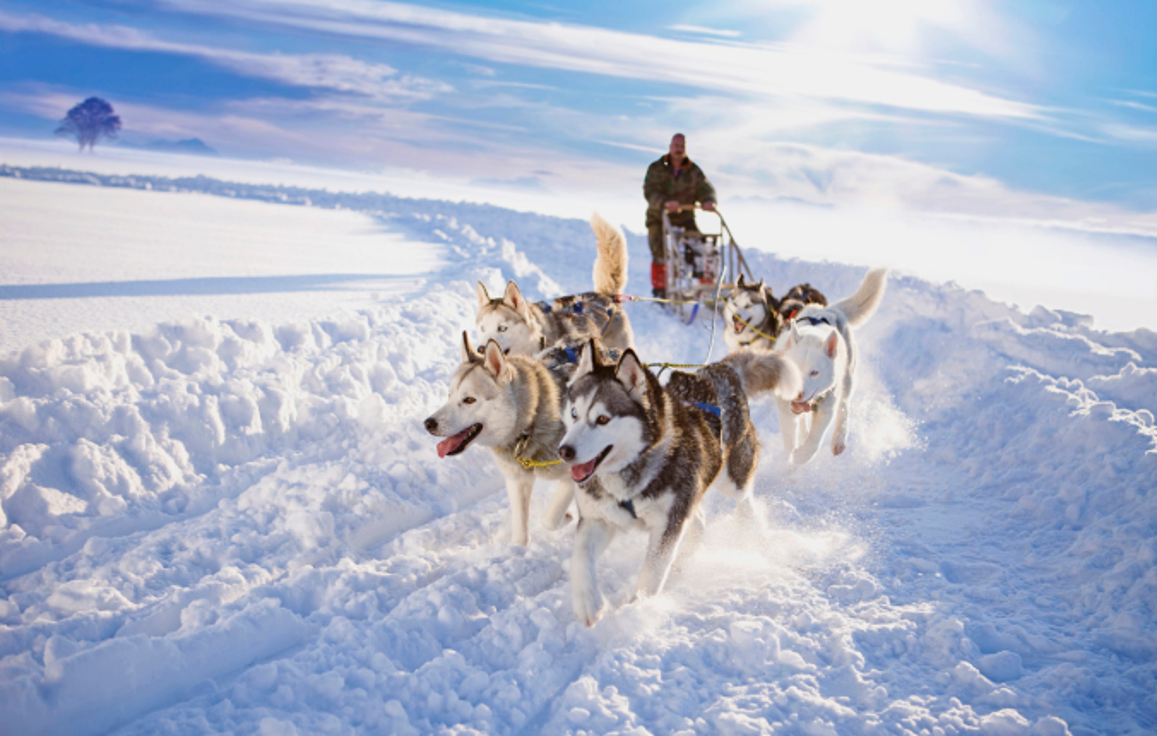 Team of huskies pulling sled through snow in Alaska