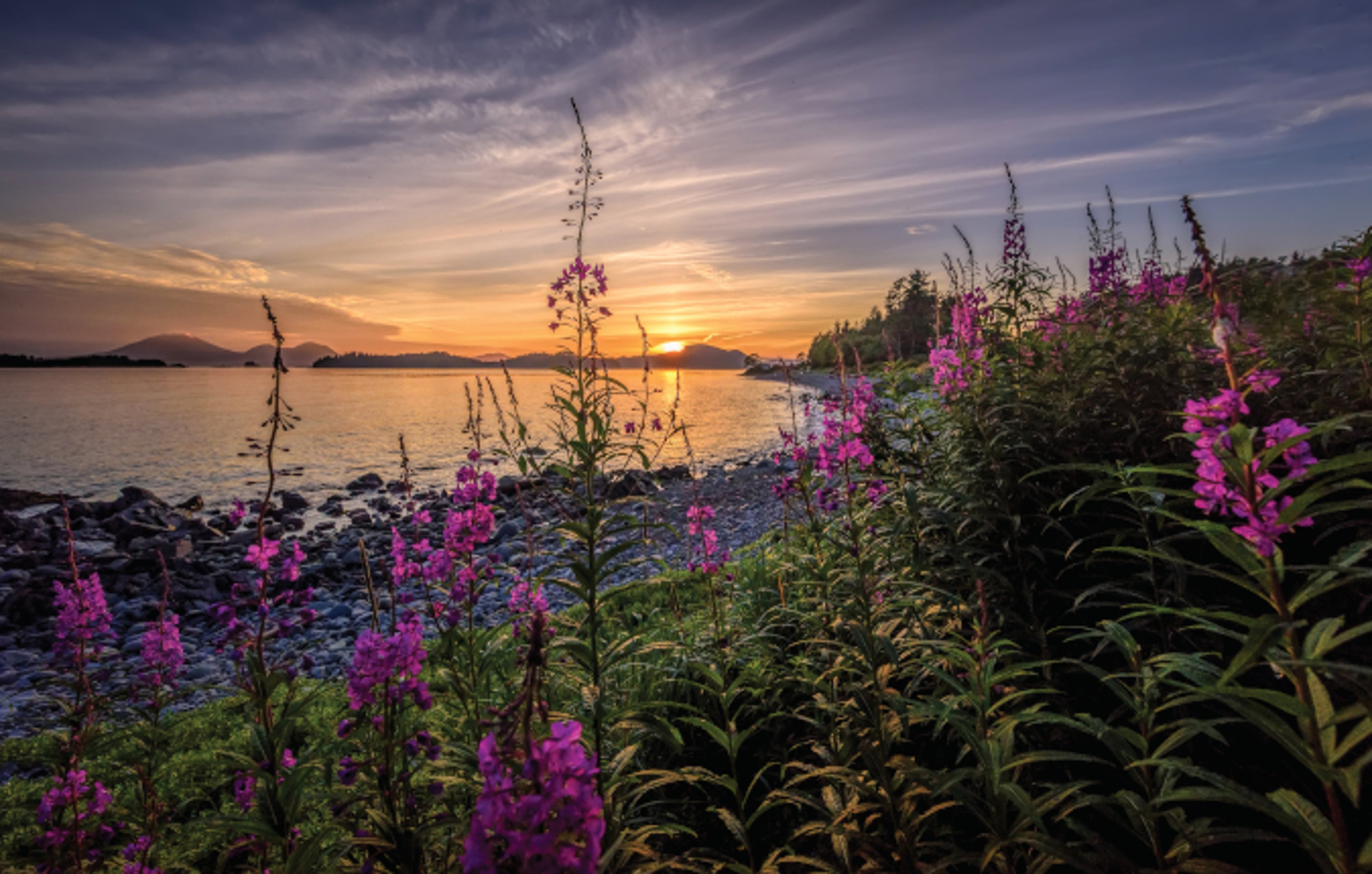 Field of fireweed at sunset on Baranof Island