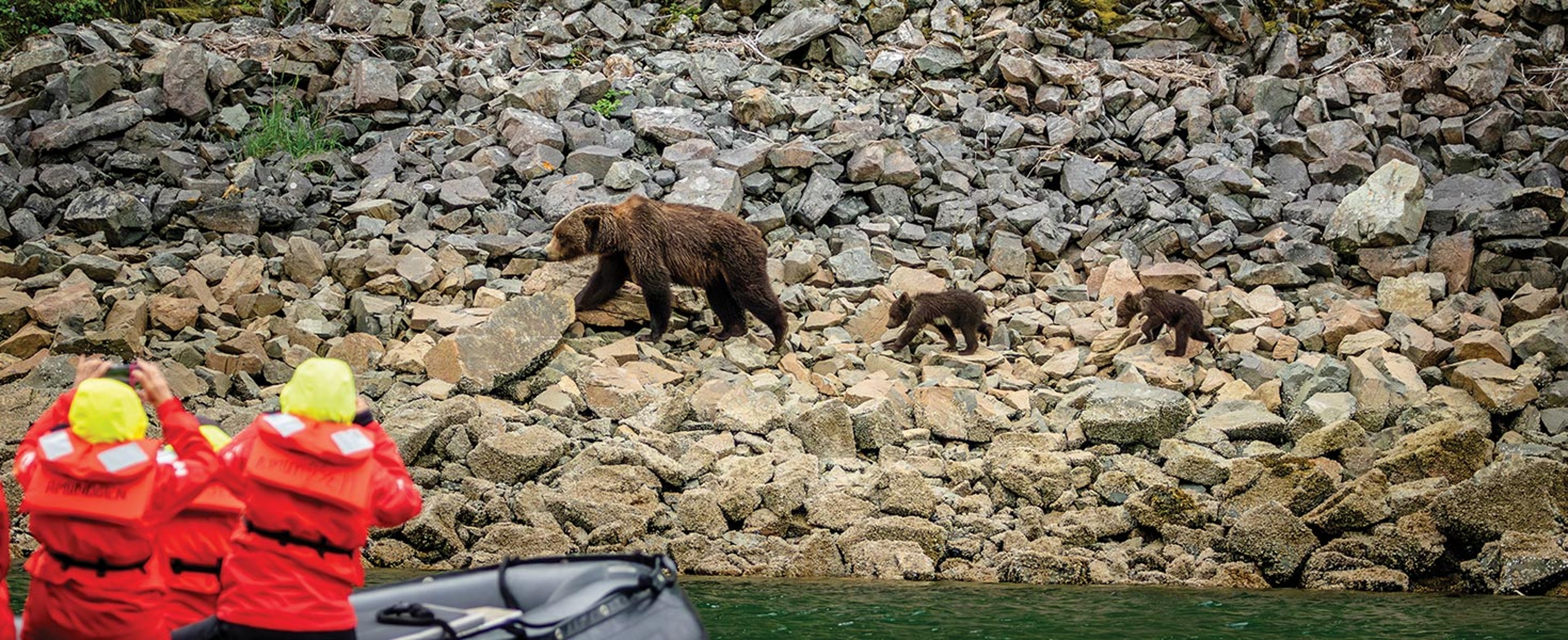 cruisers photographing mama bear with cubs