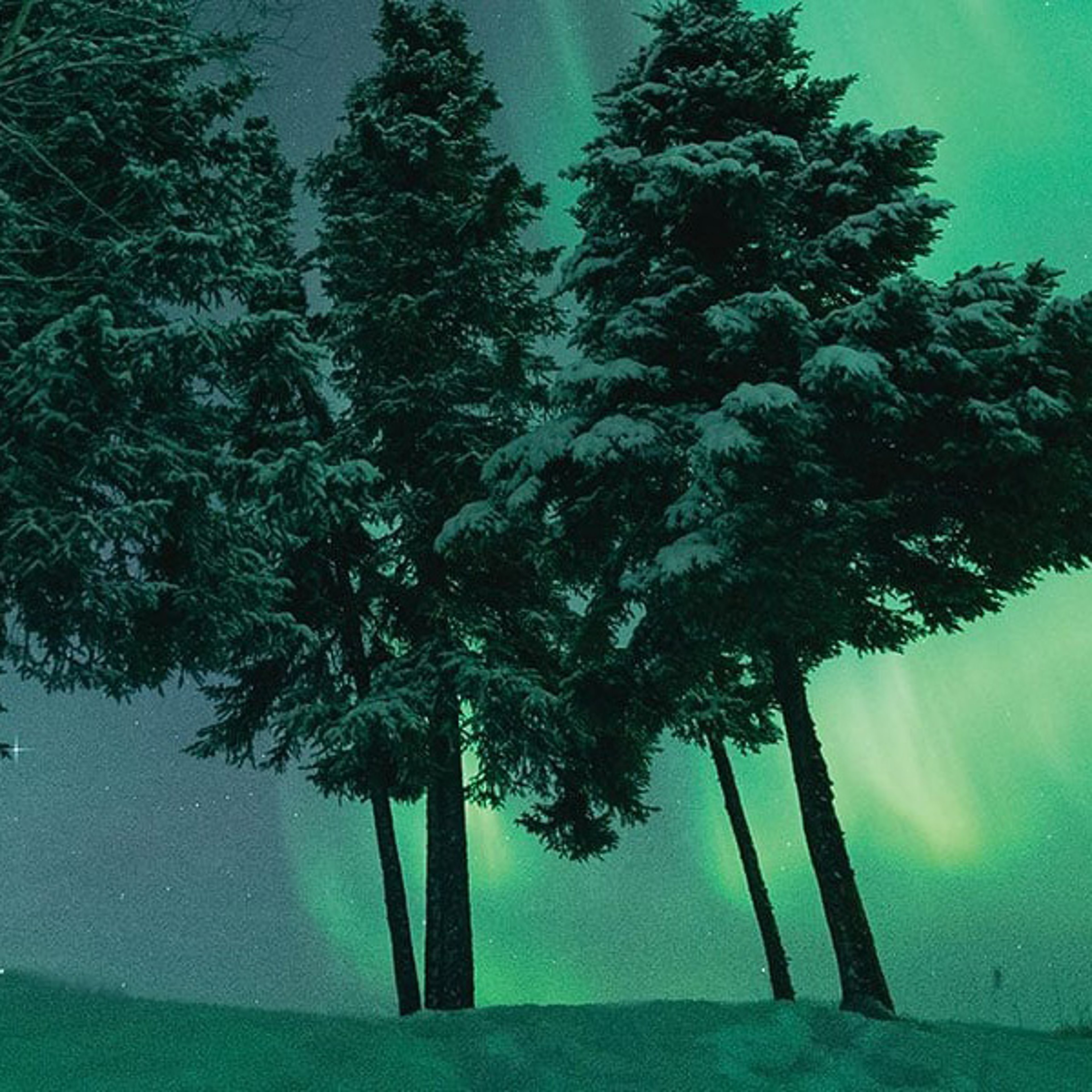 Snow-covered trees silhouetted against green northern lights.