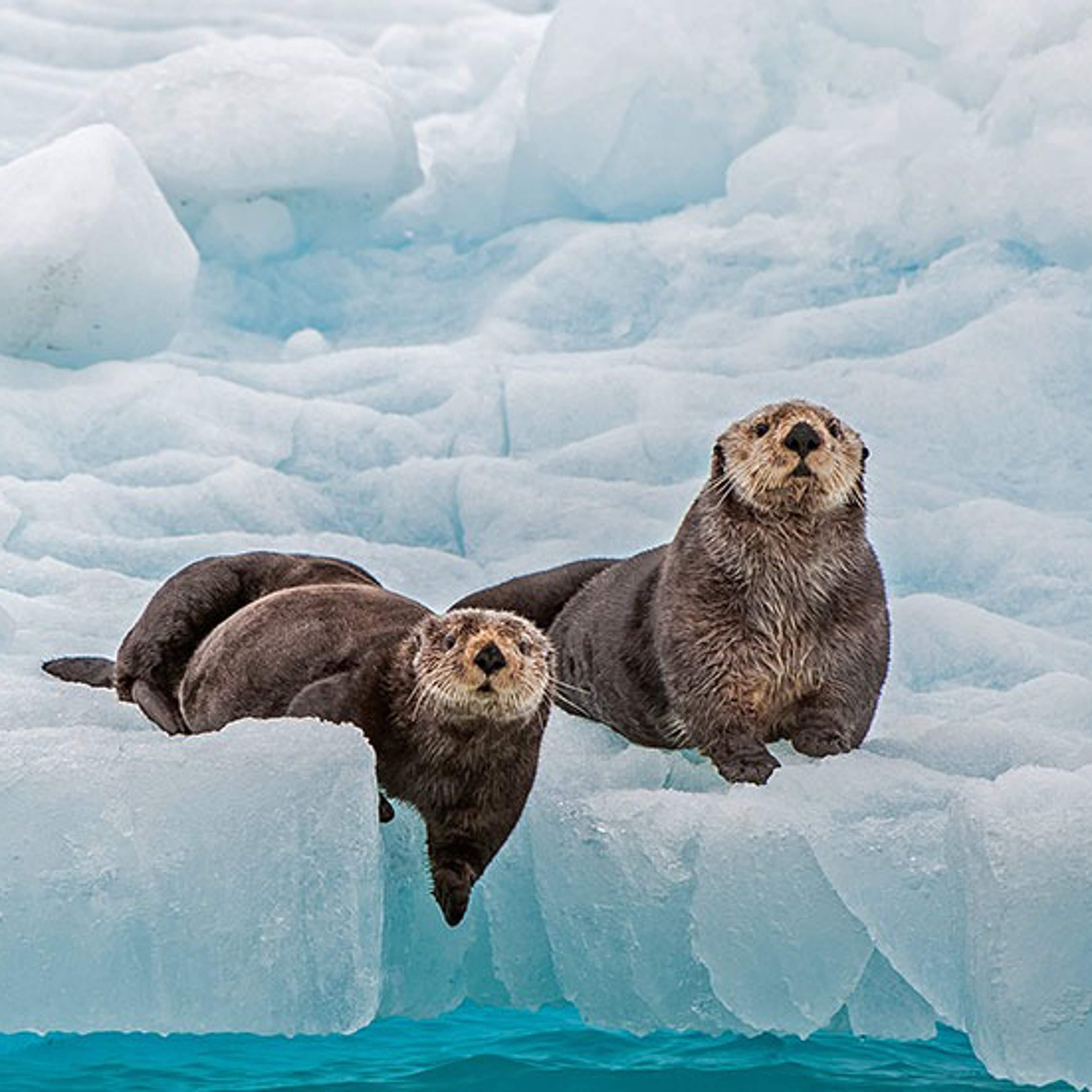 Two sea otters resting on an ice floe in an icy landscape.