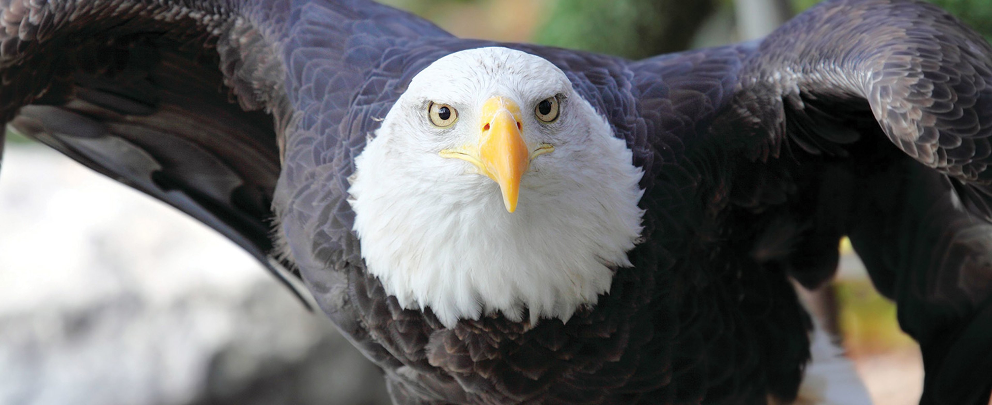 Bald eagle gliding through sky