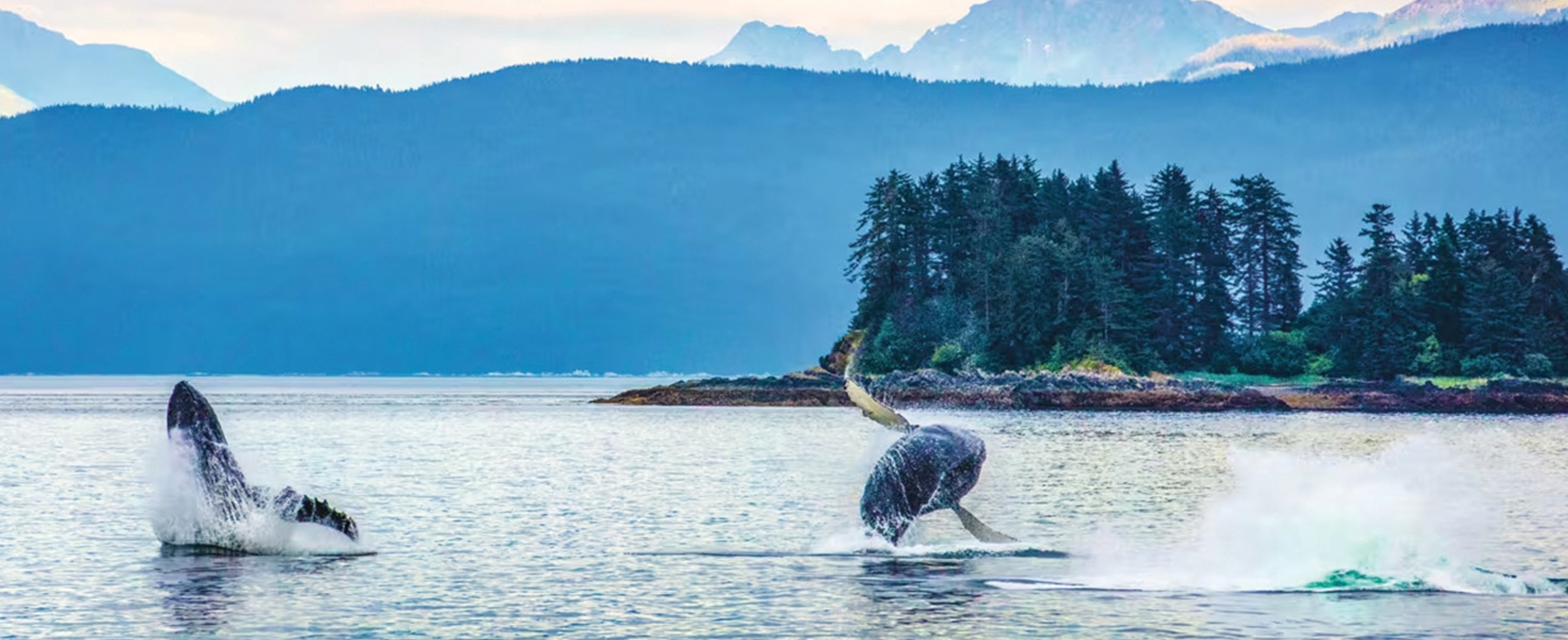 These humpback whales were photographed breaching in Alaska's Inside Passage.