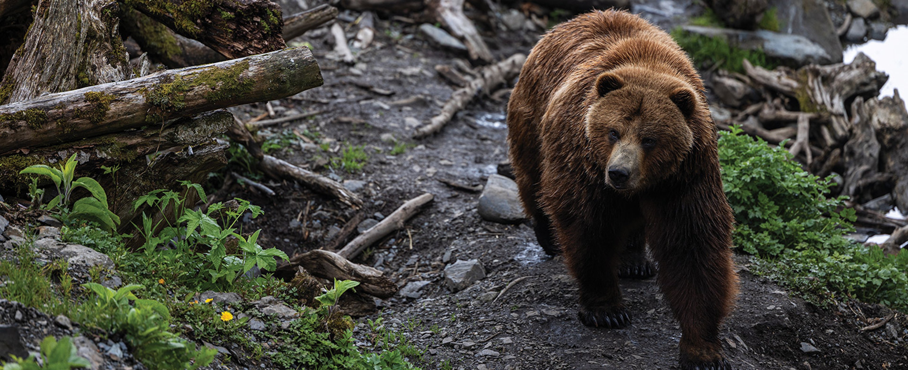 Brown bear moving through the Alaska wilderness