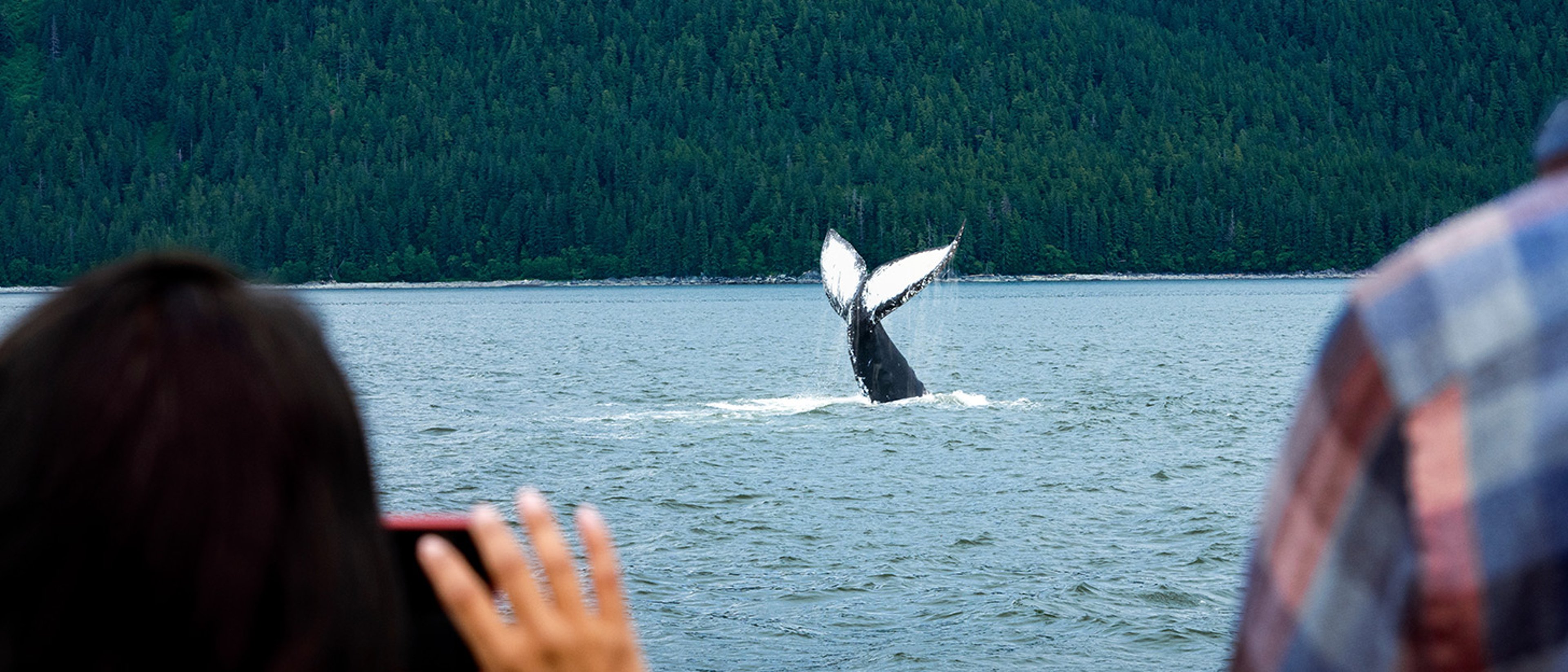 This image depicts a Humpback whale doing a tail flip during a whale-watching tour in Alaska.
