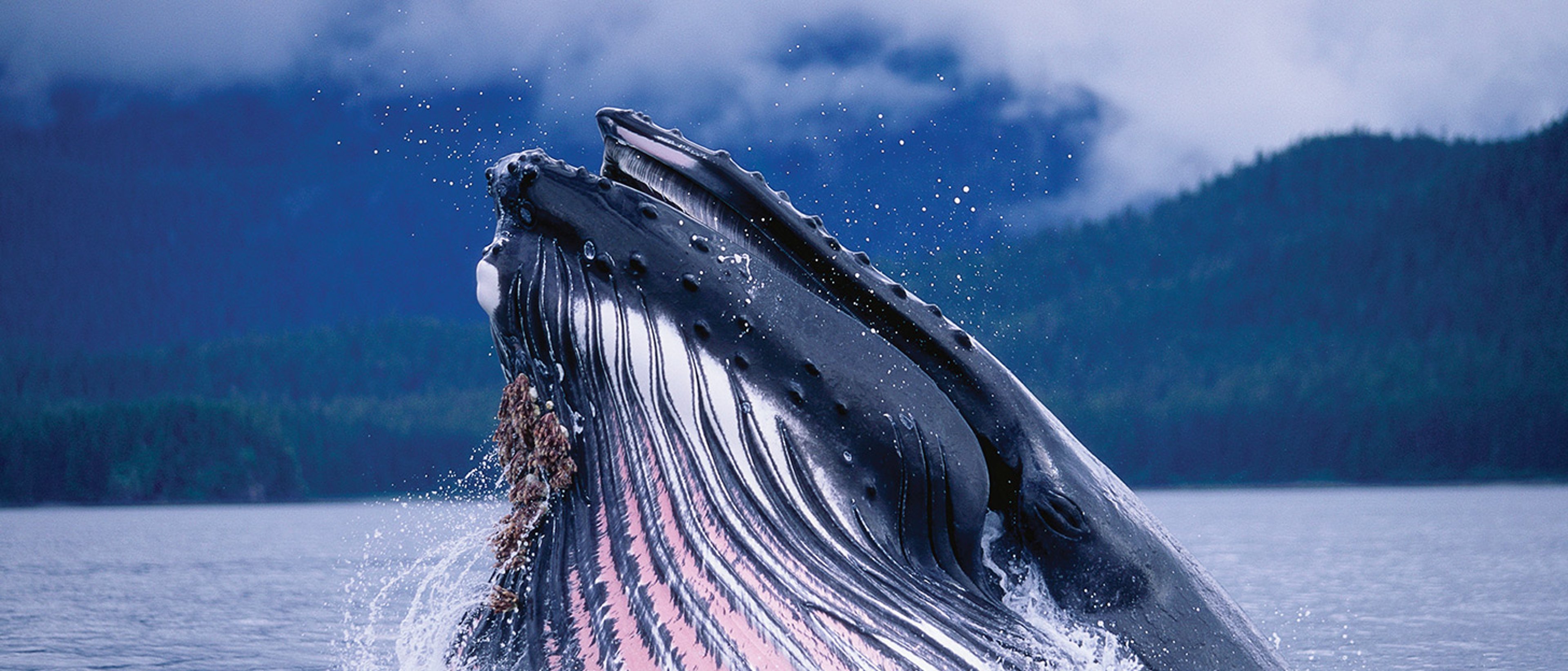 Whale jumping out of Alaskan waters
