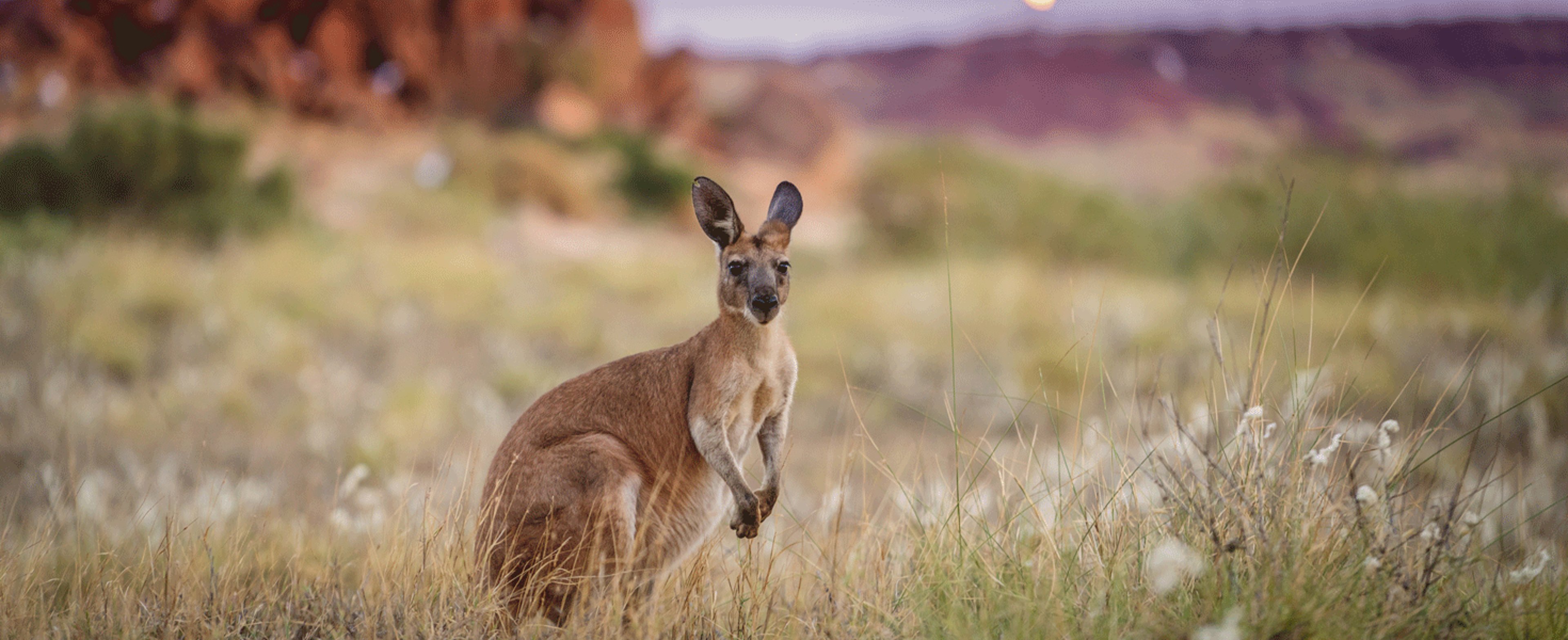 Kangaroo in Australia