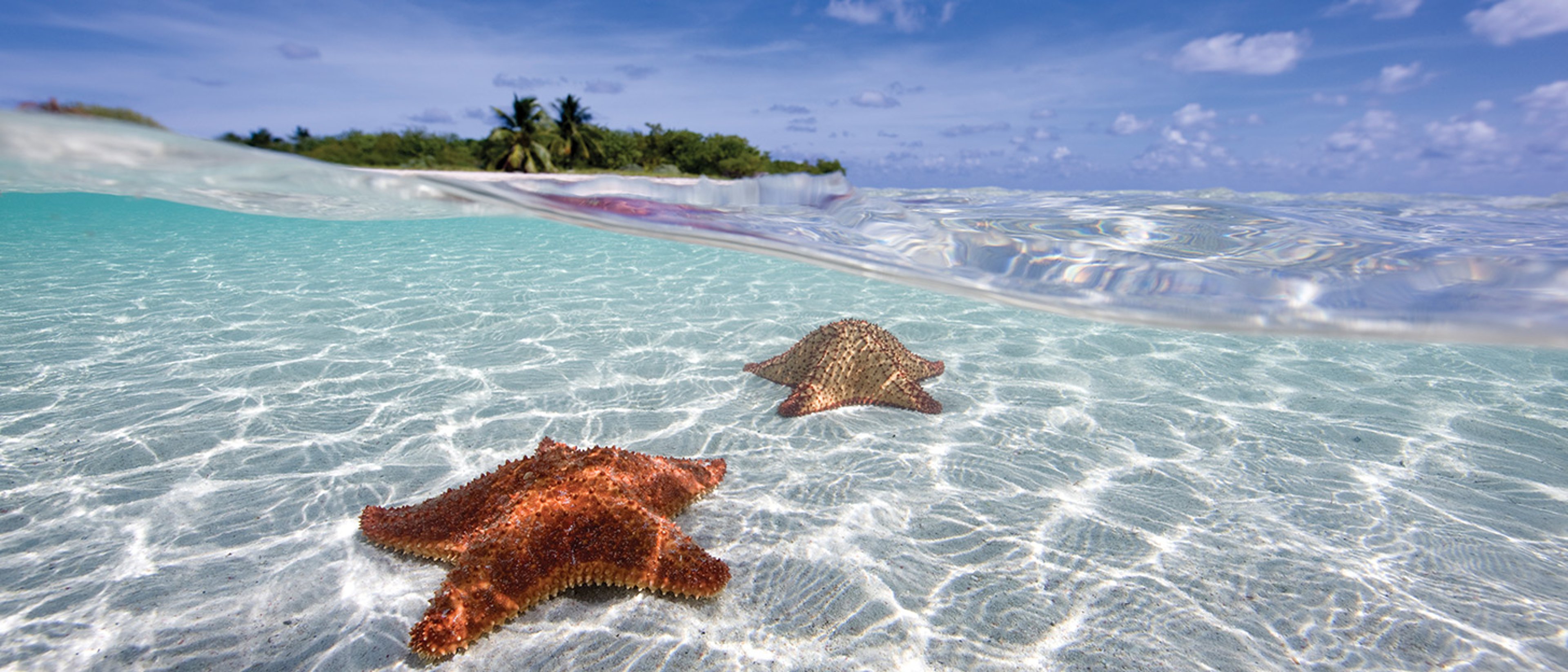 Starfish and an island with beautiful clear waters