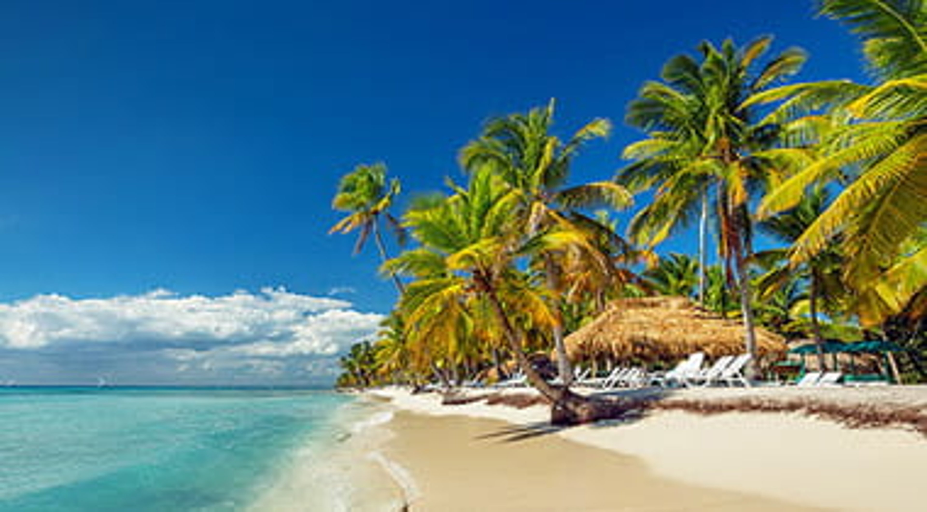 Palm trees alongside a Dominican Republic beach