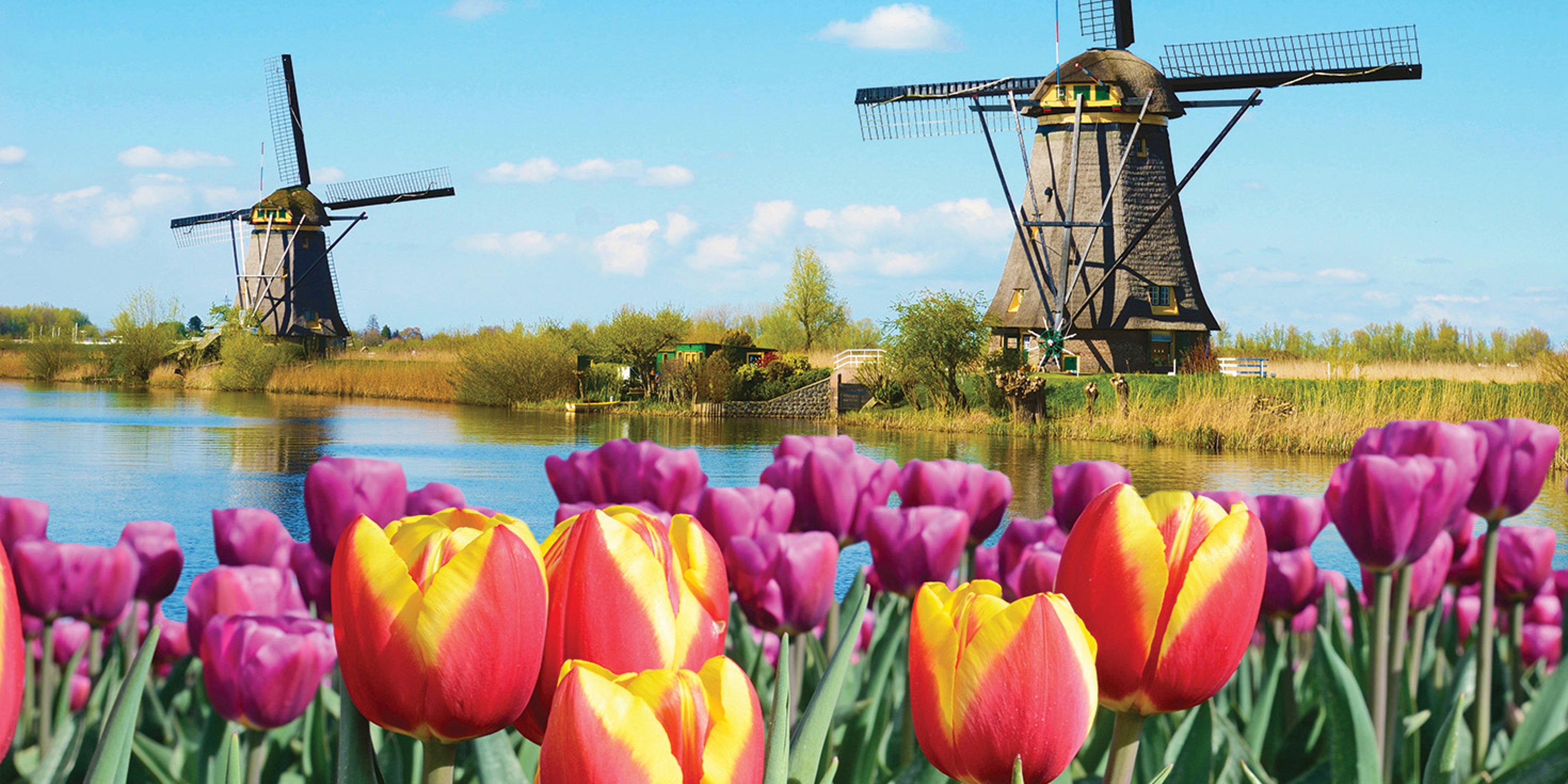 Beautiful colorful spring landscape in Netherlands, Europe. Famous windmills in Kinderdijk village with tulips flowers flowerbed in Holland.