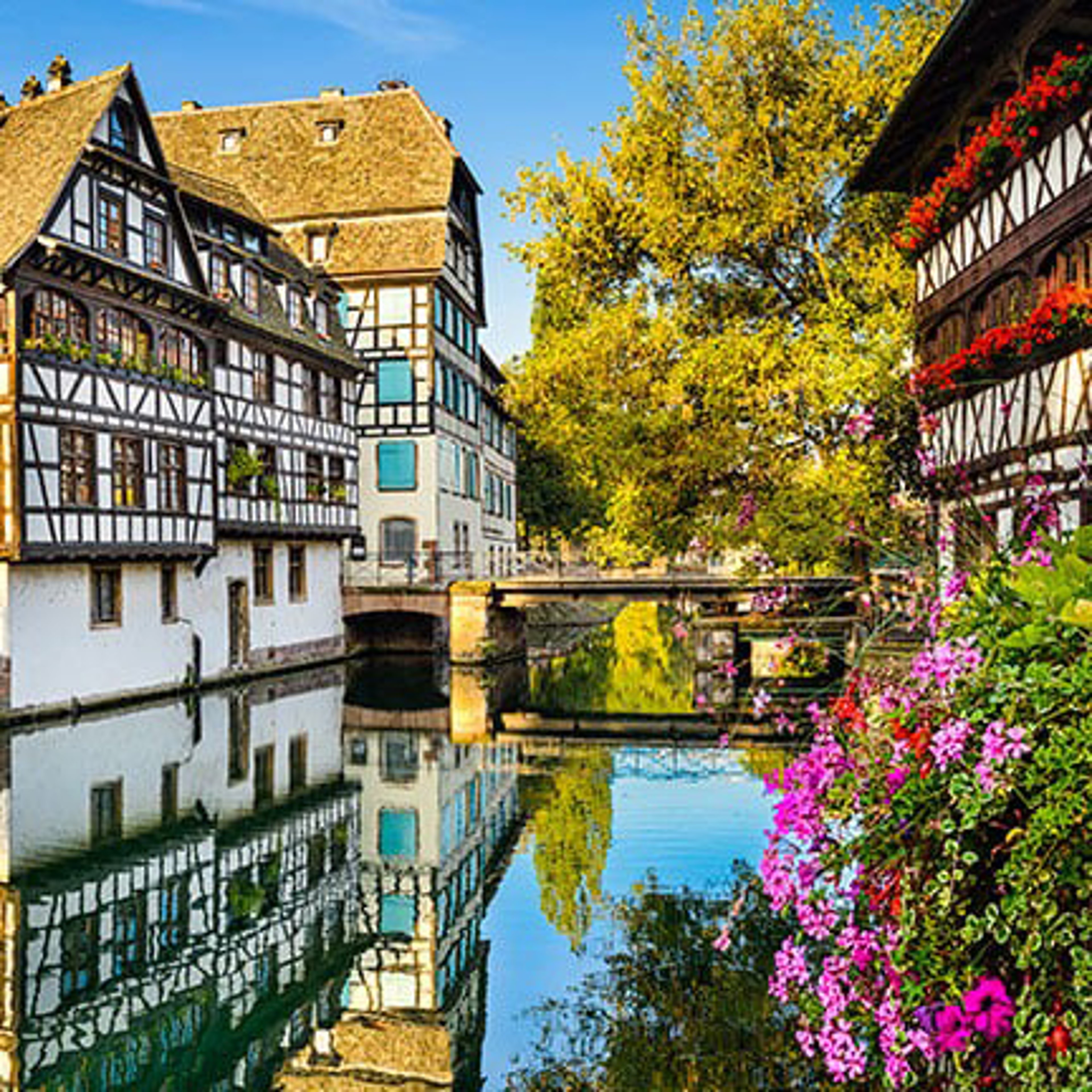 Picturesque half-timbered houses lining the canals of Petite France in Strasbourg, France, surrounded by vibrant greenery and blooming flowers.