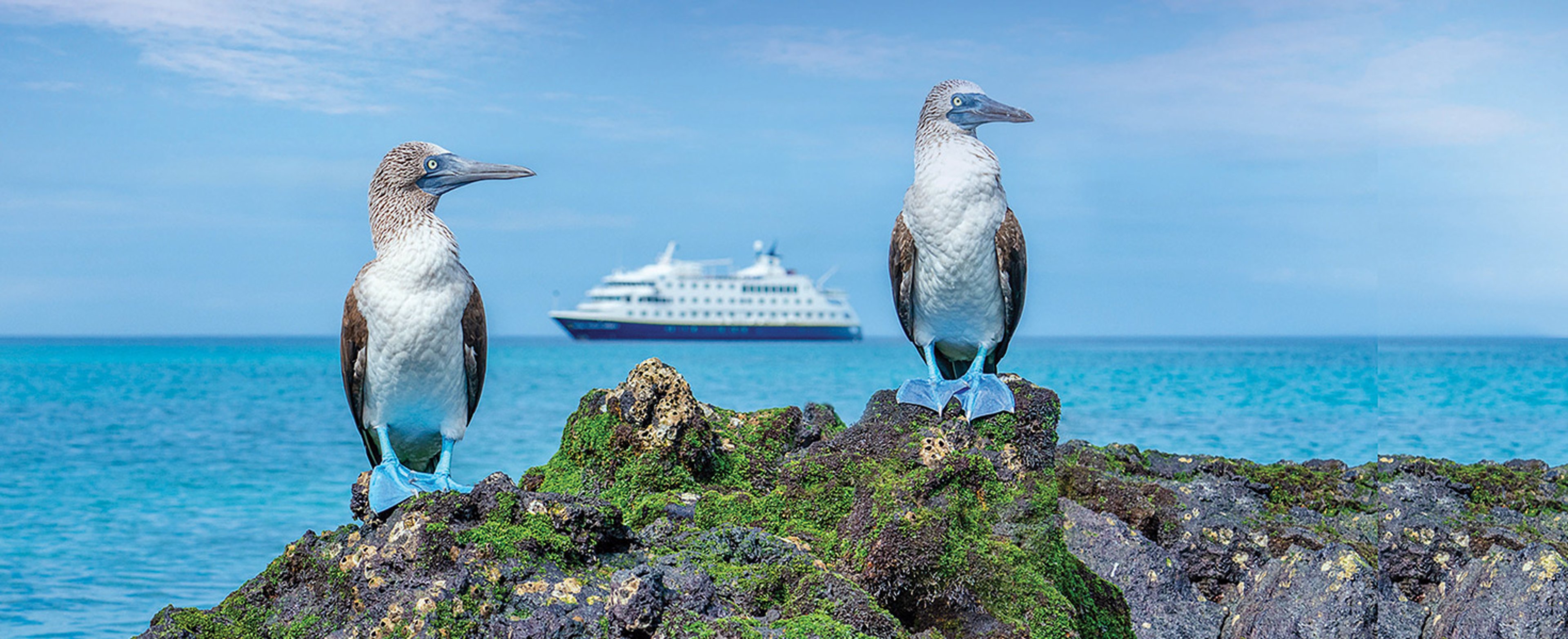 Two blue footed bookies in Galapagos Islands with Lindblad ship in the background