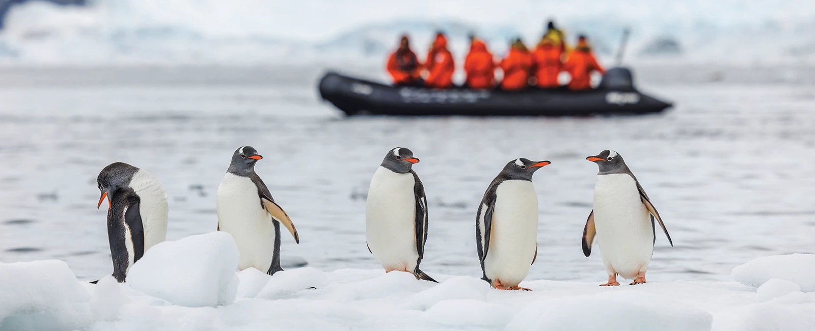 Five penguins on ice with red boat in background