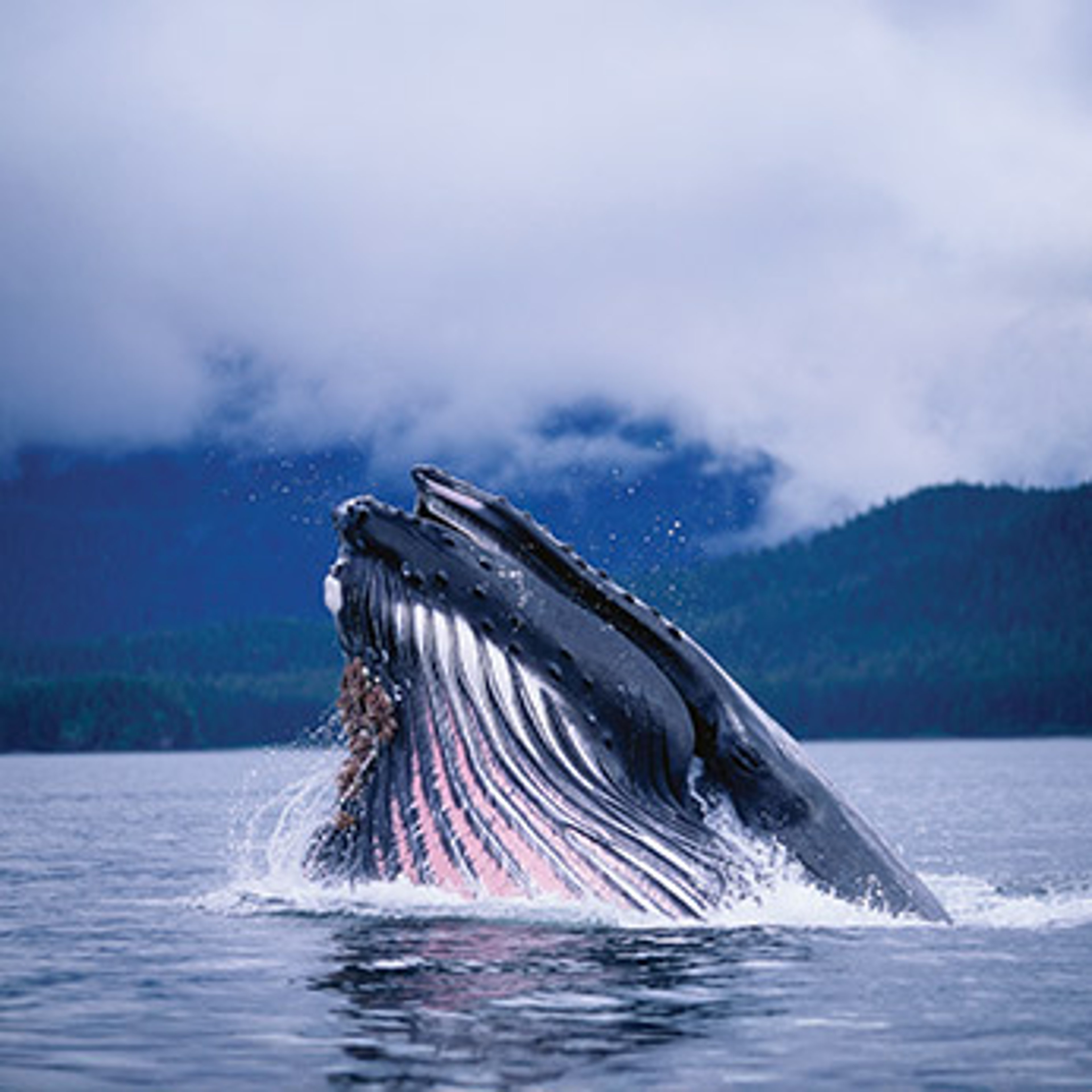 Whale emerging from the waters of Alaska
