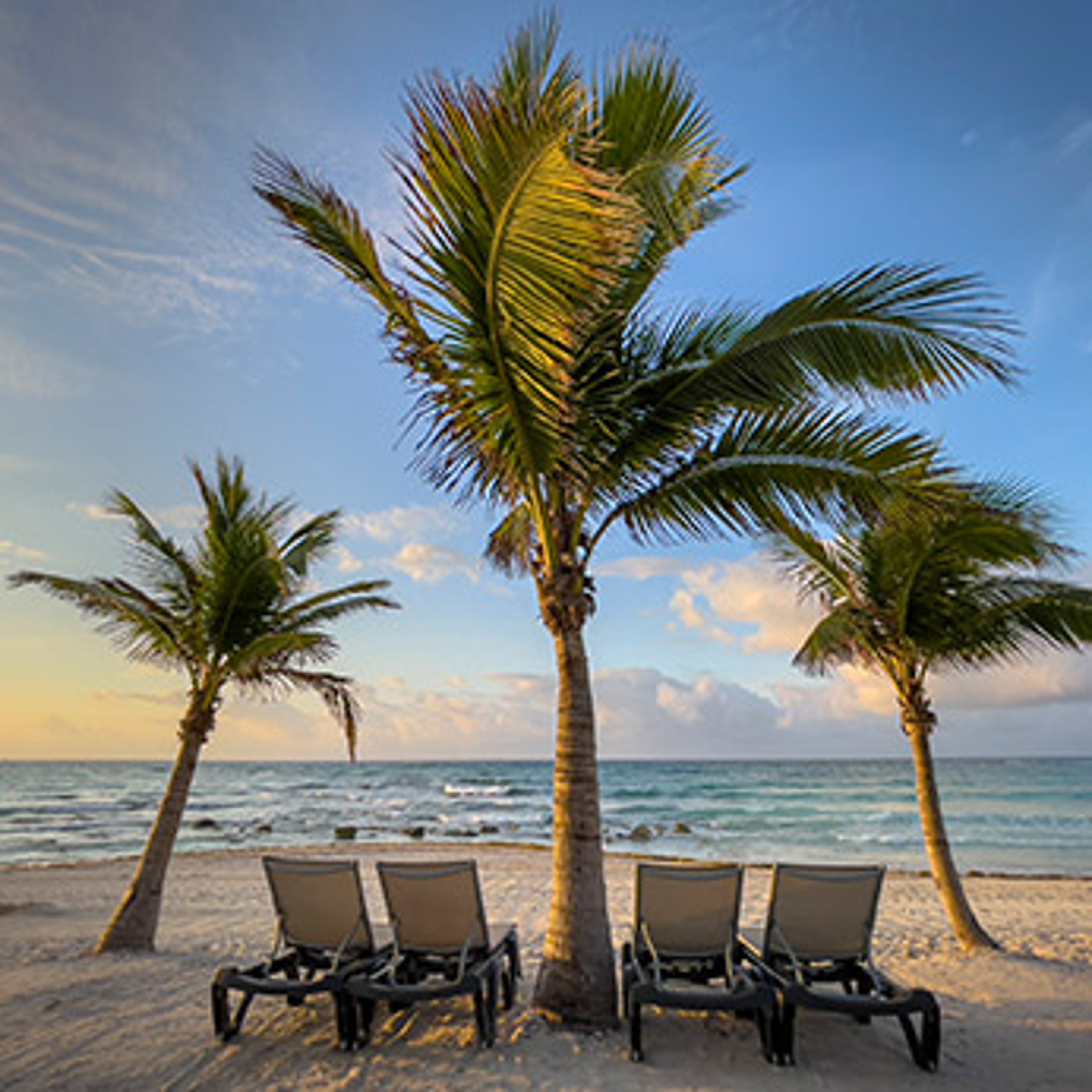 Four lounge chairs sitting under tall palm trees on a beach in Mexico