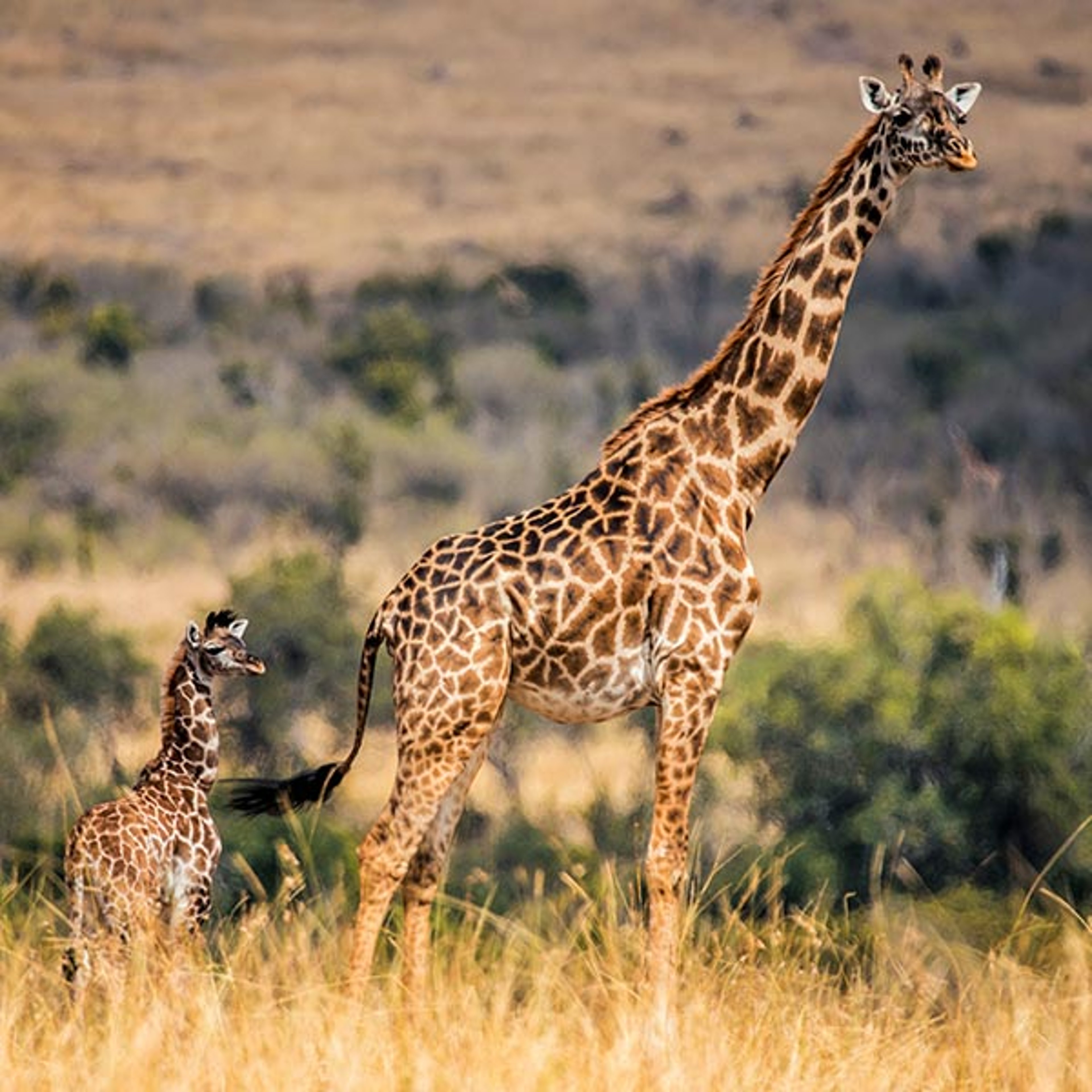 Mom and baby giraffe on plains of Africa.