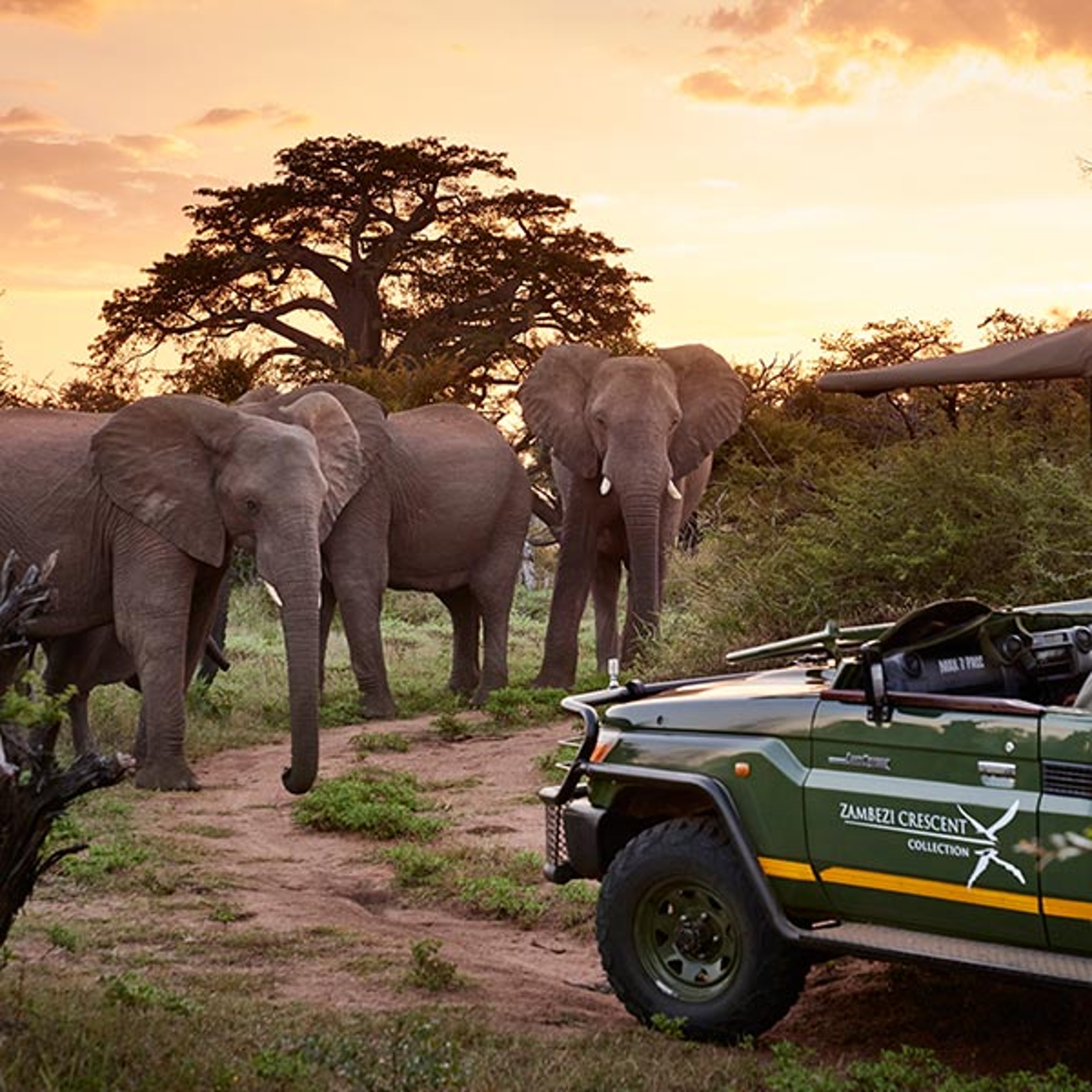 Elephants gathered near a safari jeep