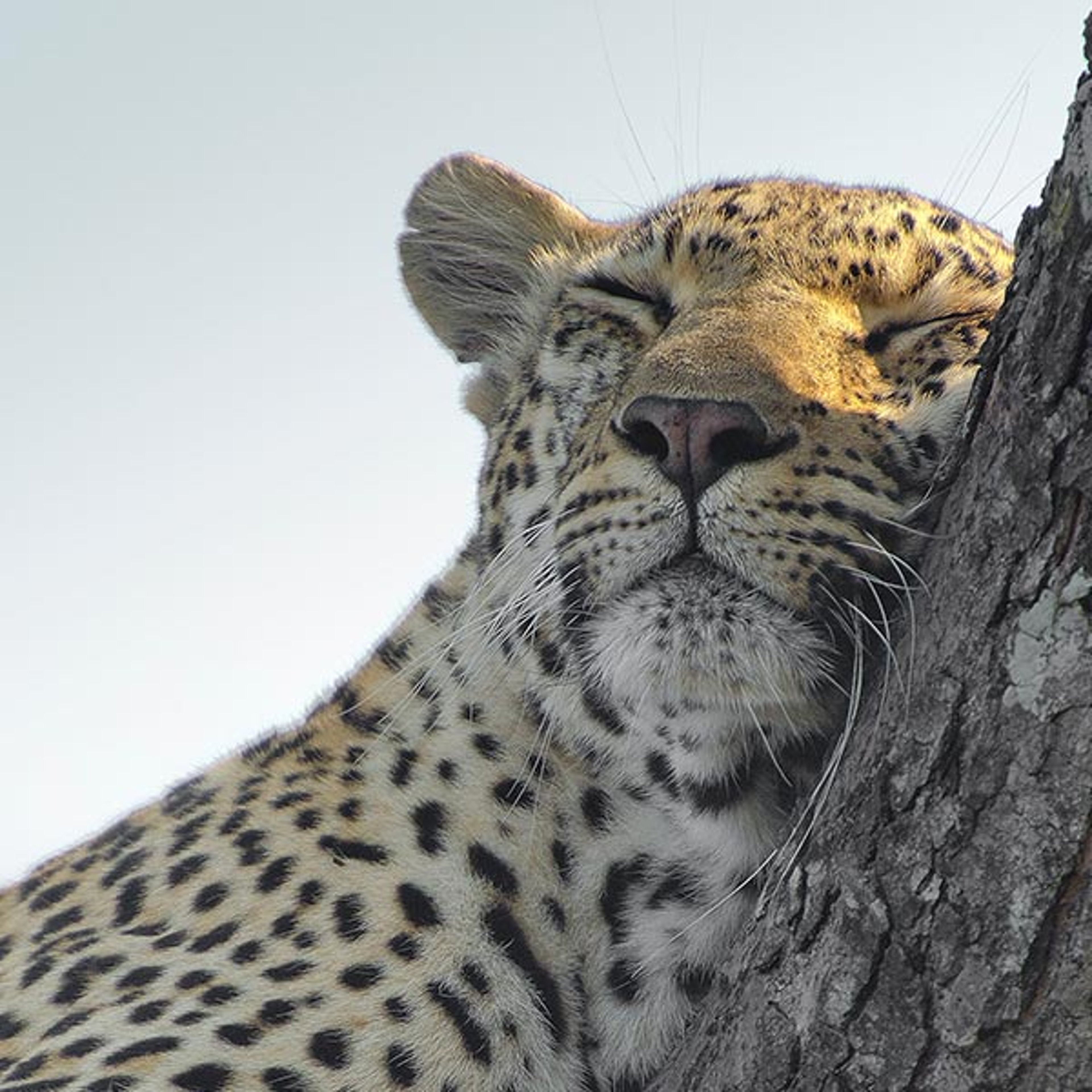 Leopard sleeping in a tree