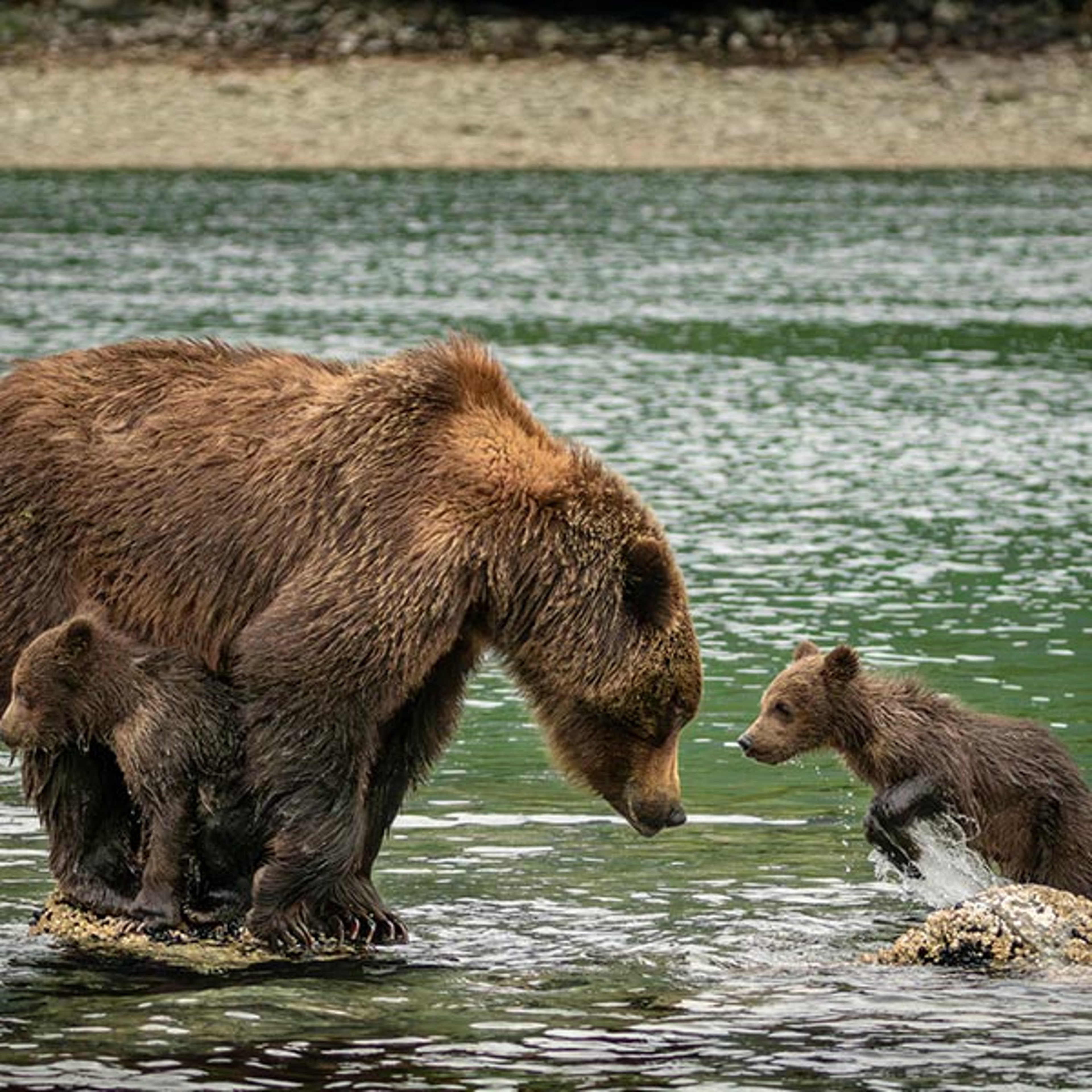 Mama bear with two cubs