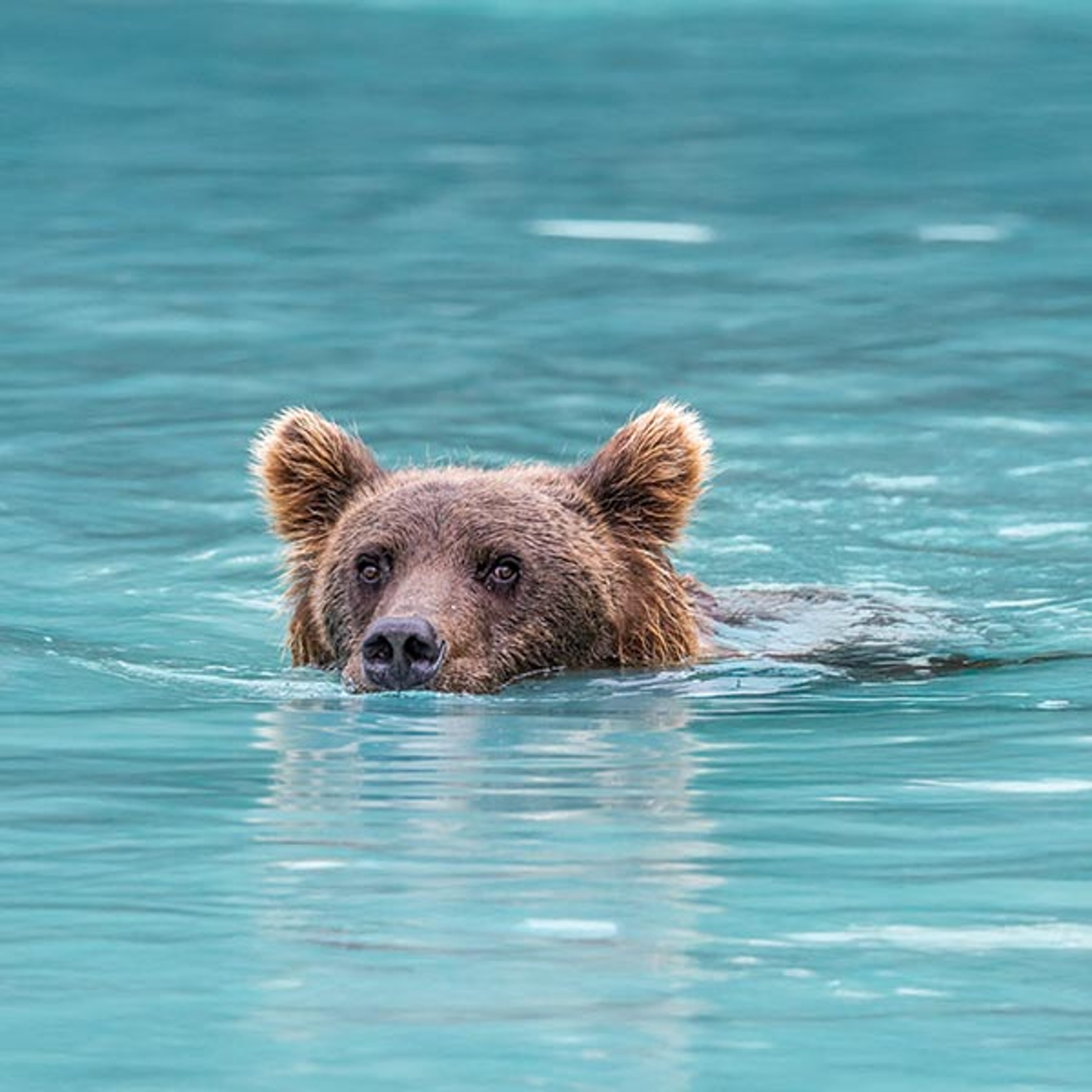 Bear swimming in Alaskan waters