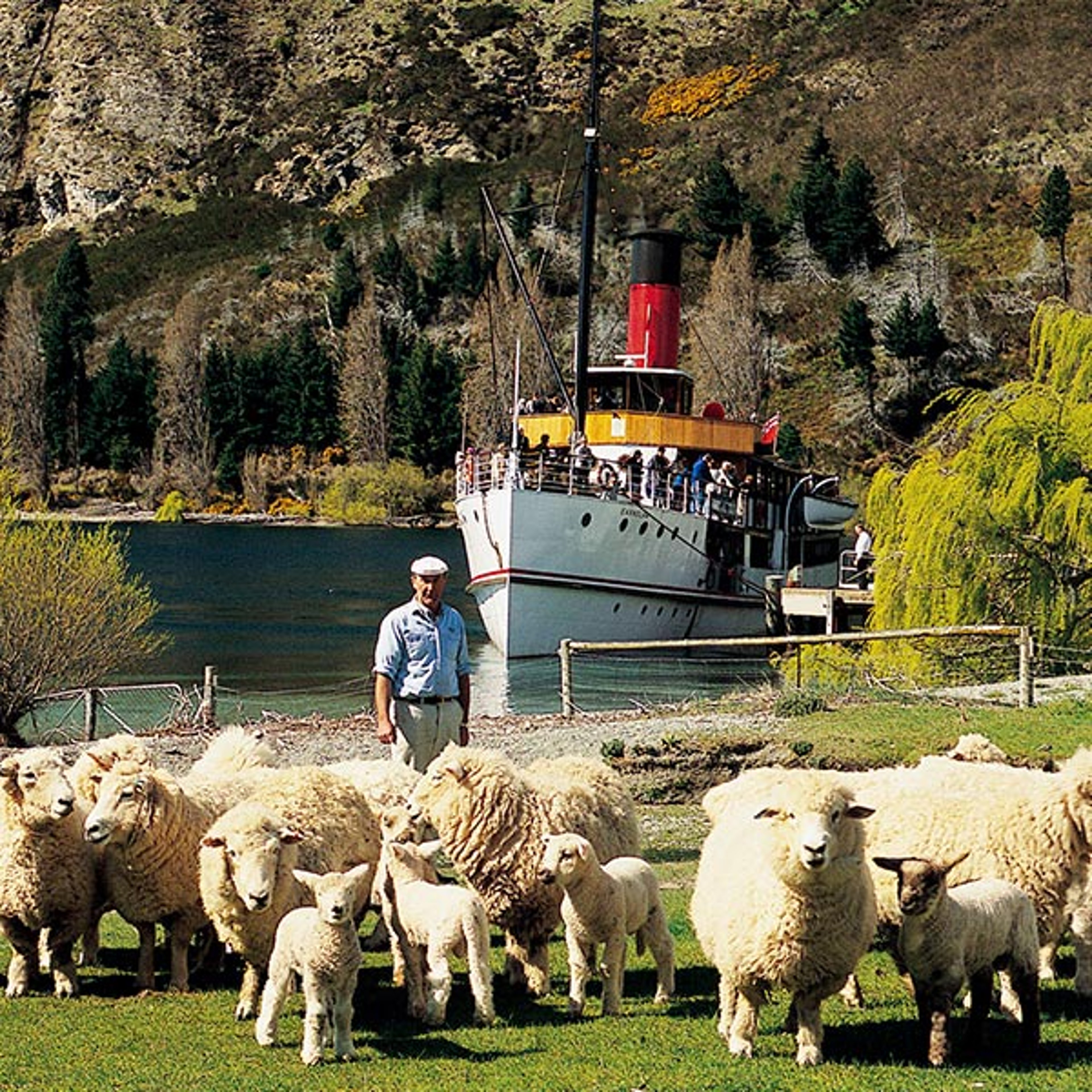 New Zealand sheep herder with flock and boat in background 