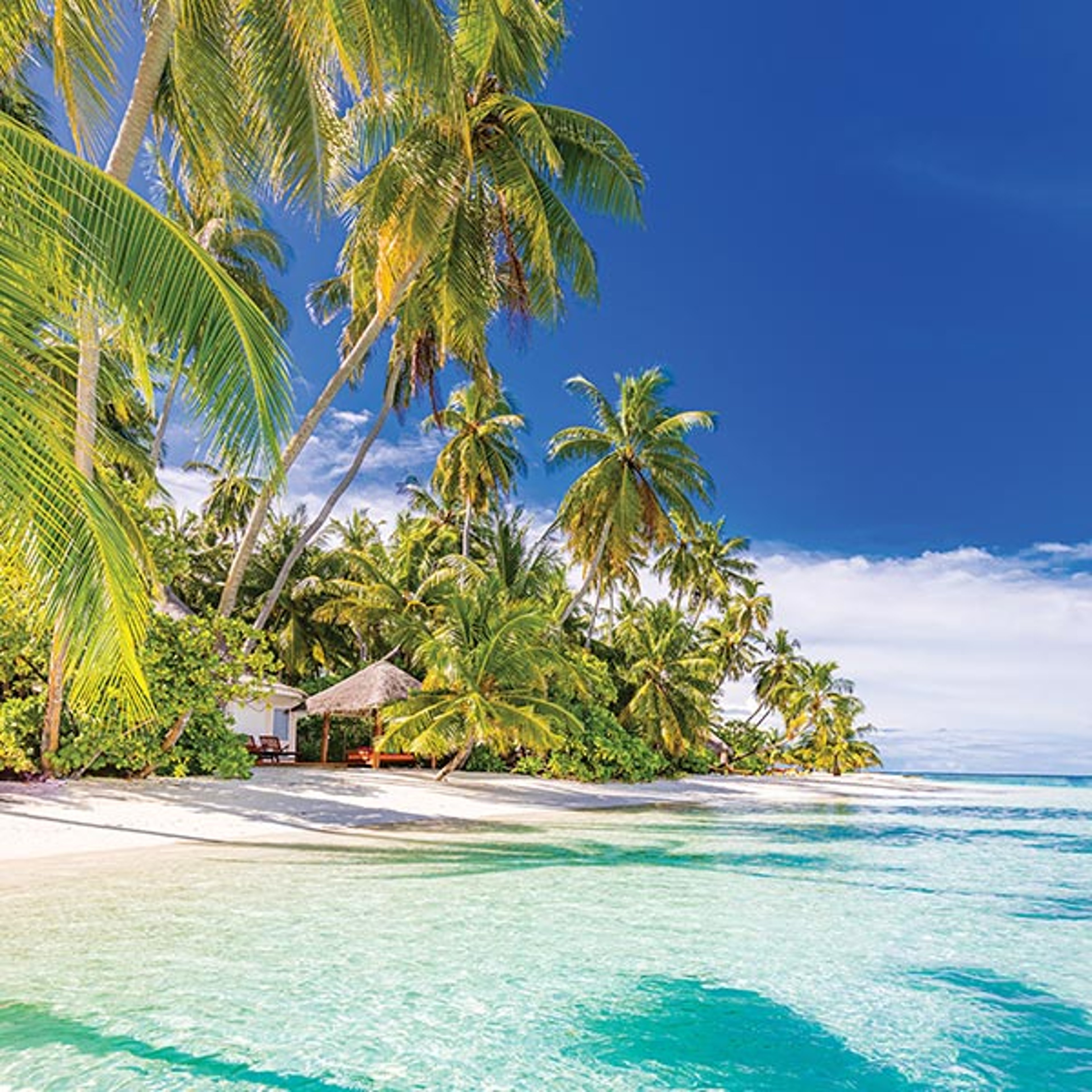 The image appears to show a generic tropical beach scene with white sand, turquoise water, and lush palm trees.