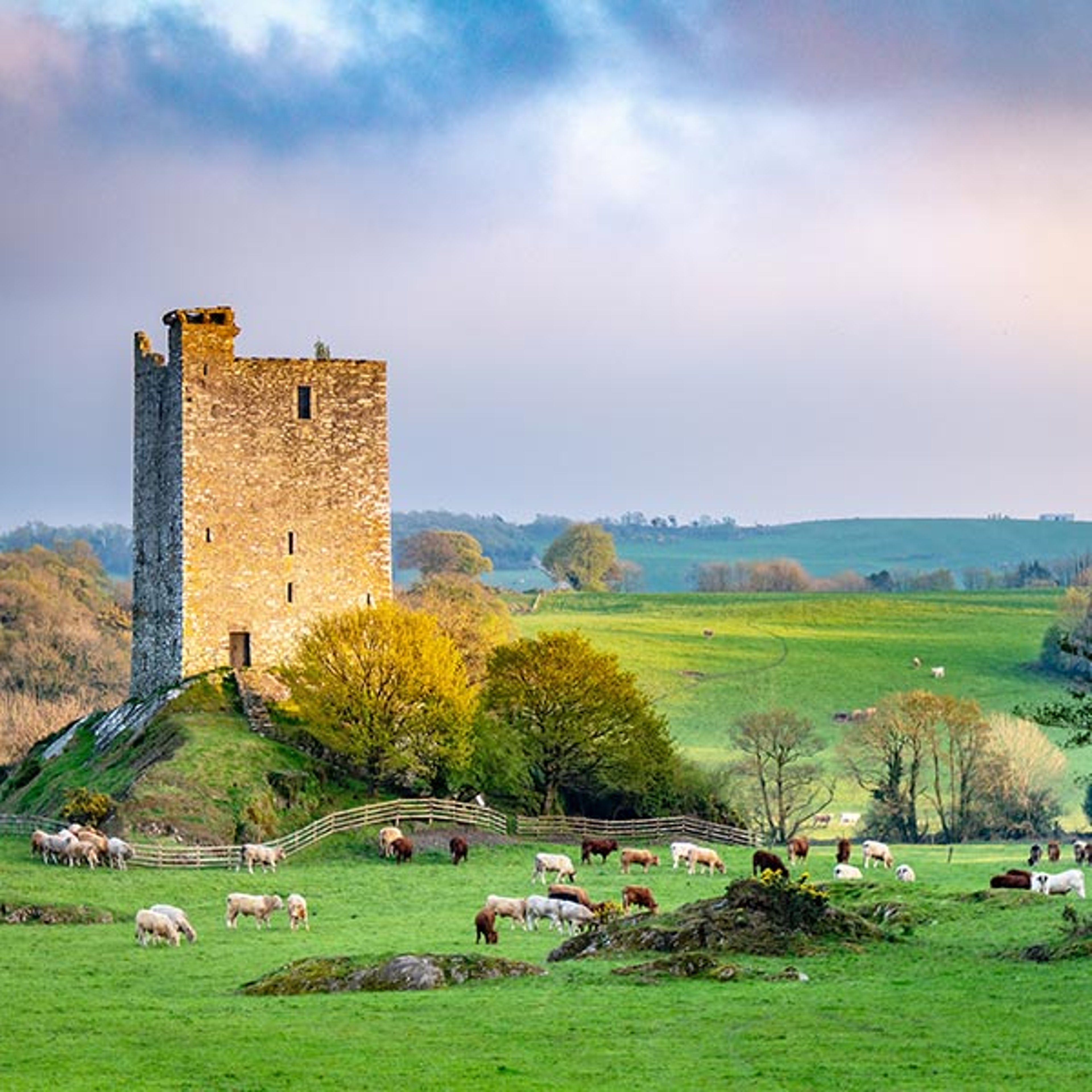 Castle and sheep in Ireland countryside