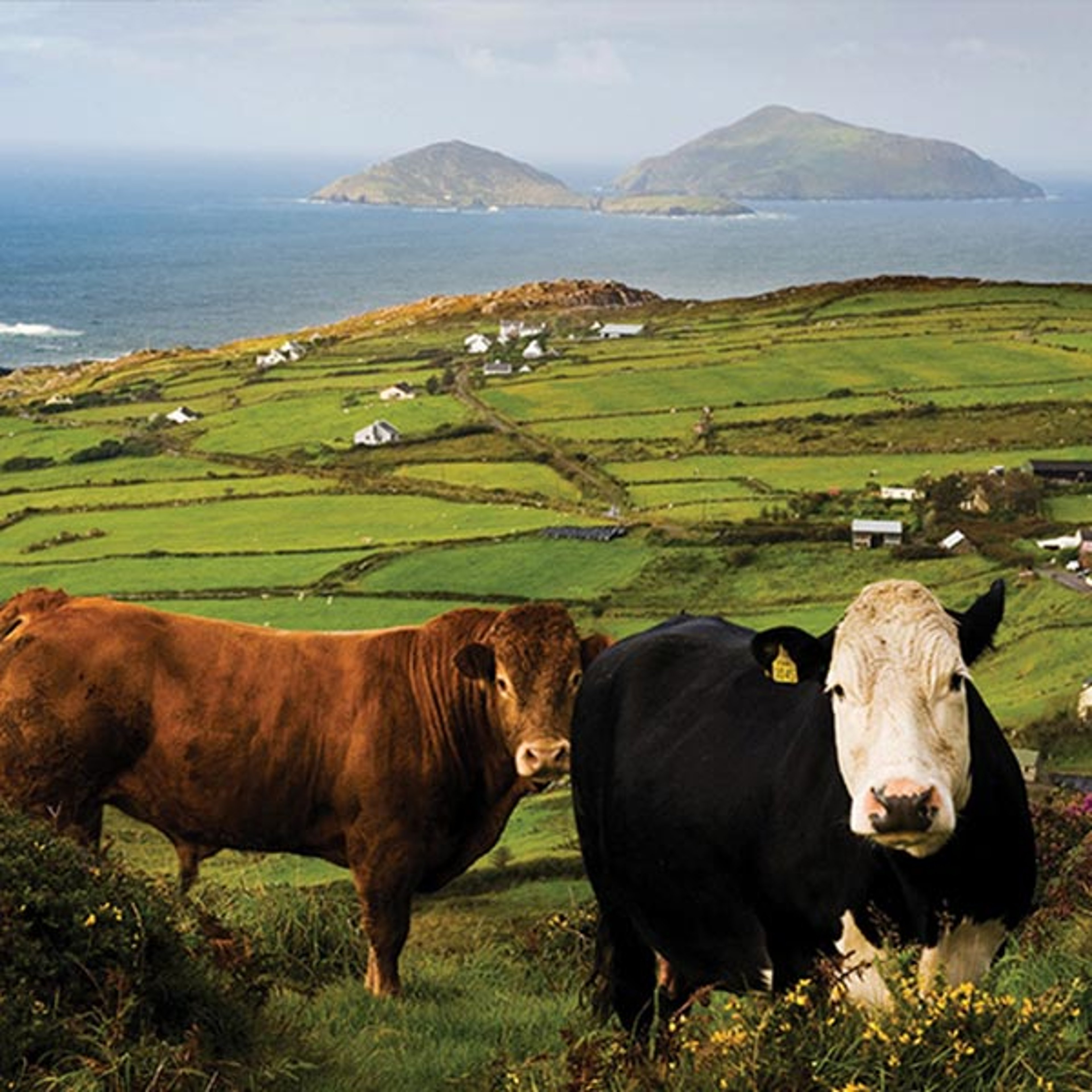 Cows grazing the Ireland countryside