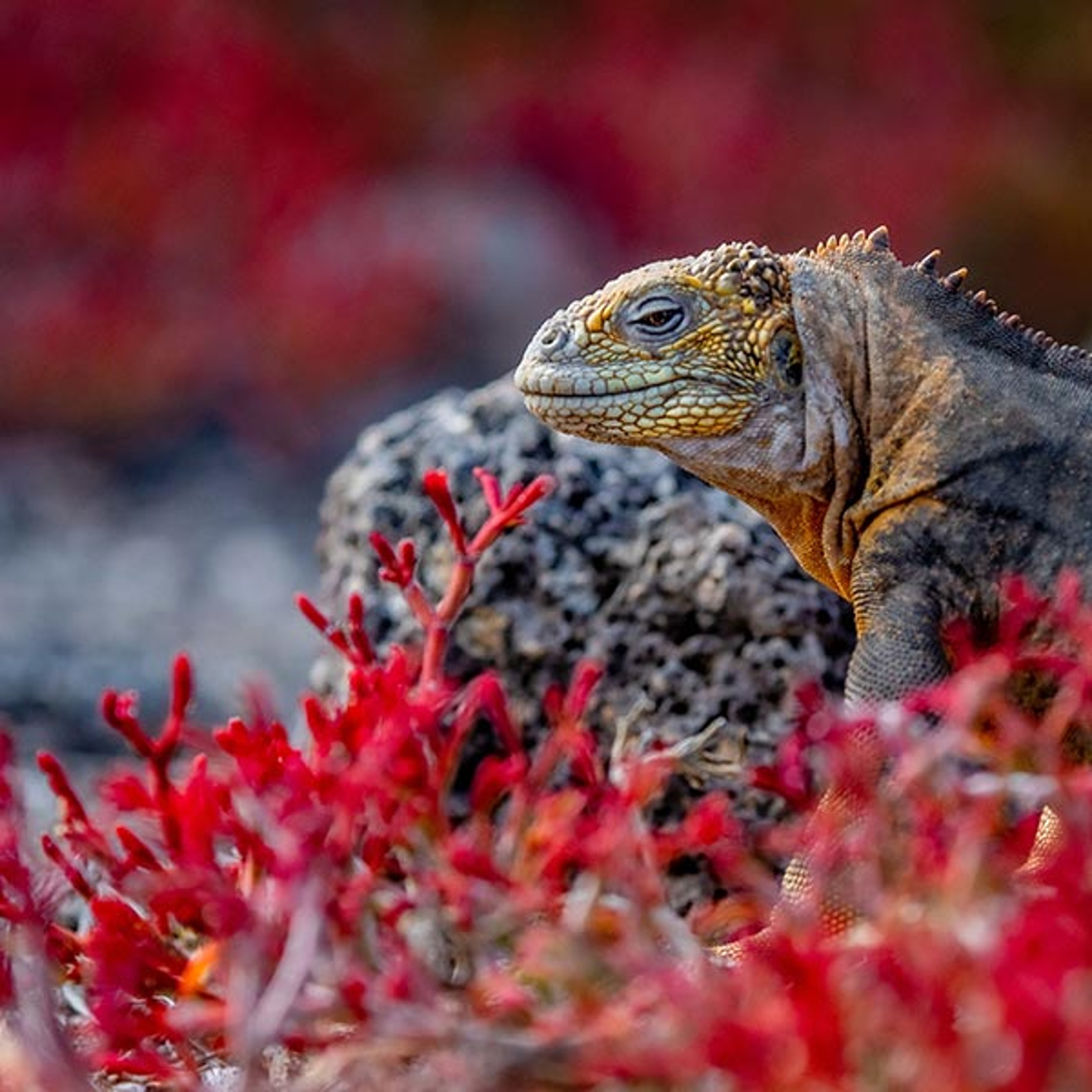 Lizard among the scenery in the Galapagos