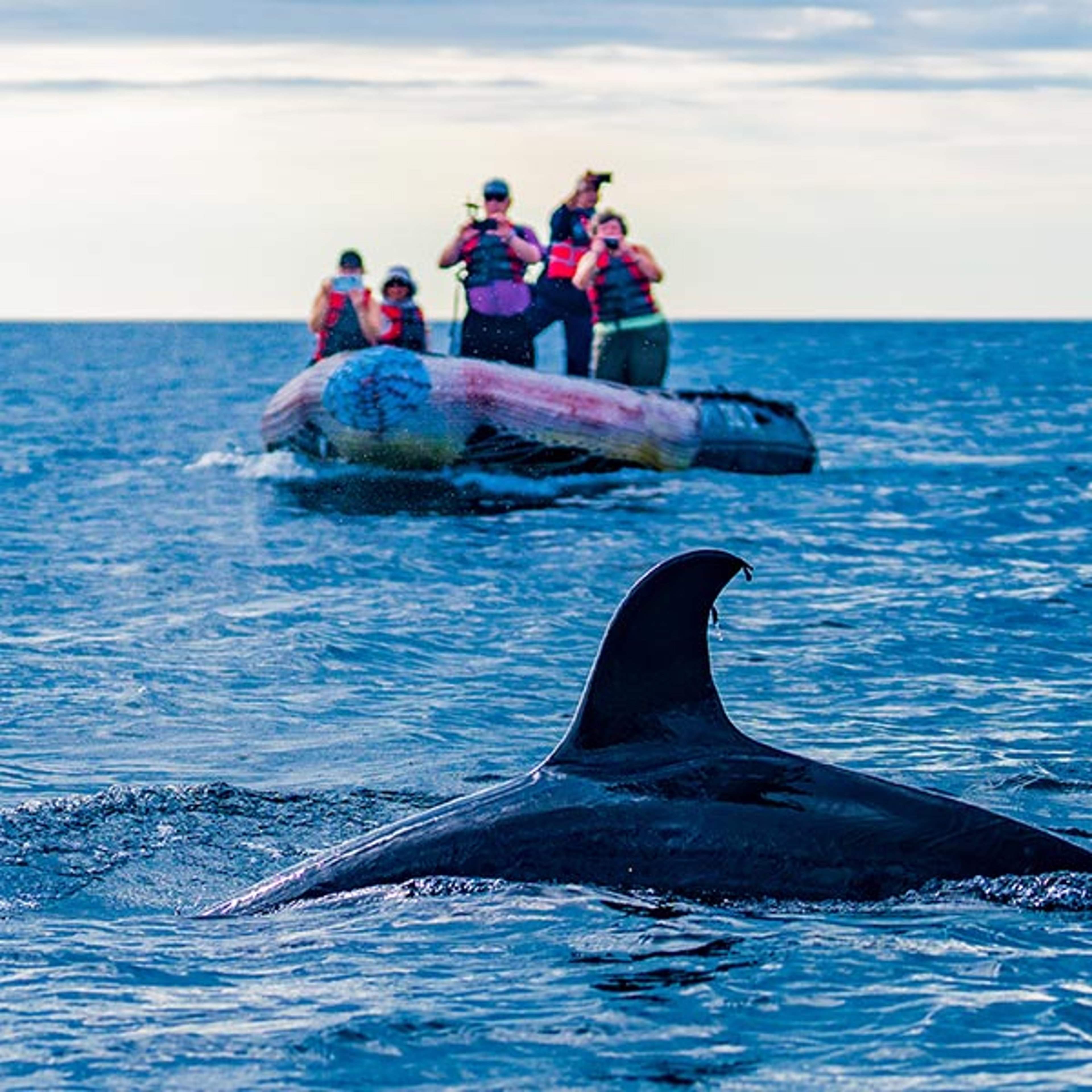 HX Expeditions cruisers in a zodiak watching a whale swimming through the water