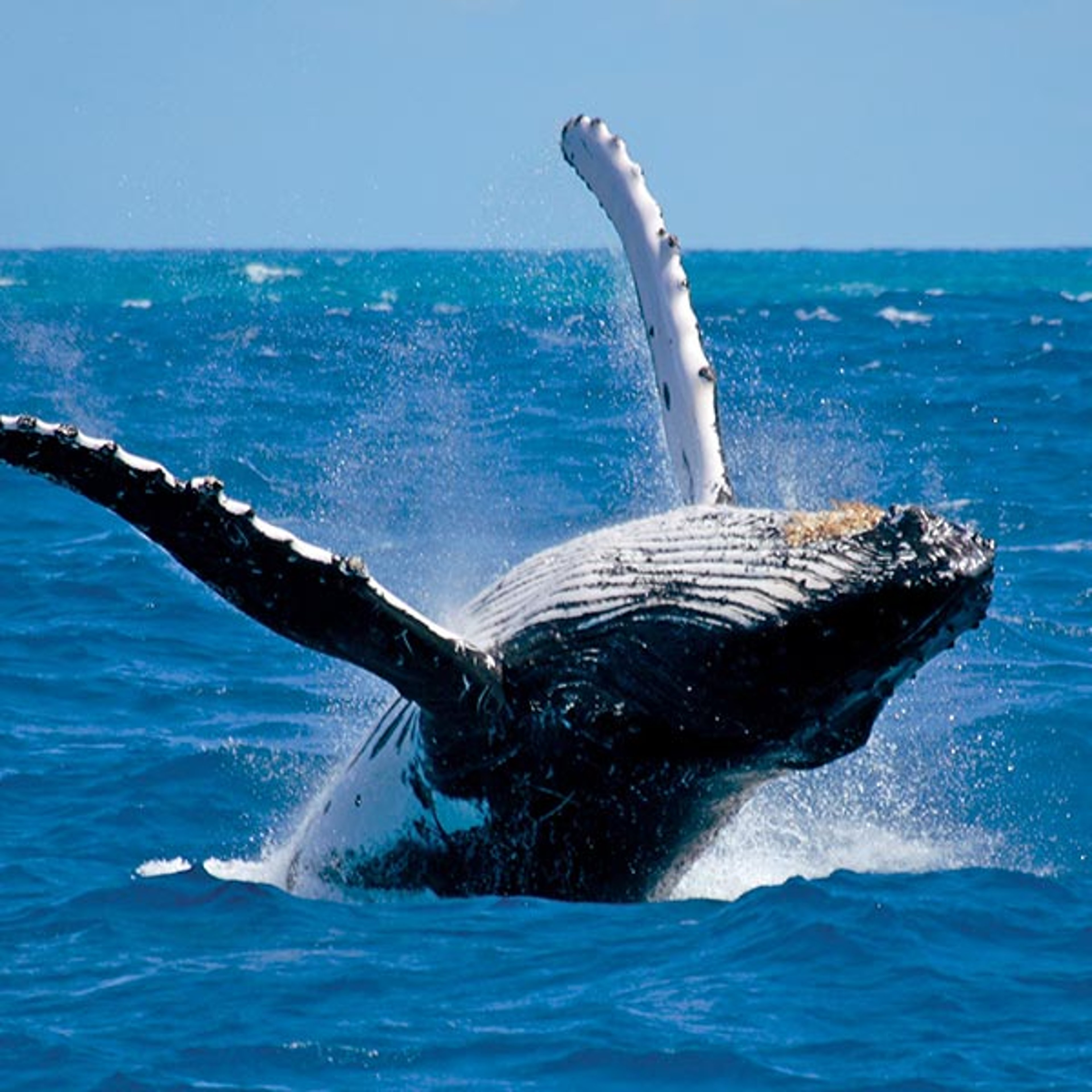 The image appears to show a breaching humpback whale (Megaptera novaeangliae) lifting its body and long flippers out of the blue ocean waters near Alaska