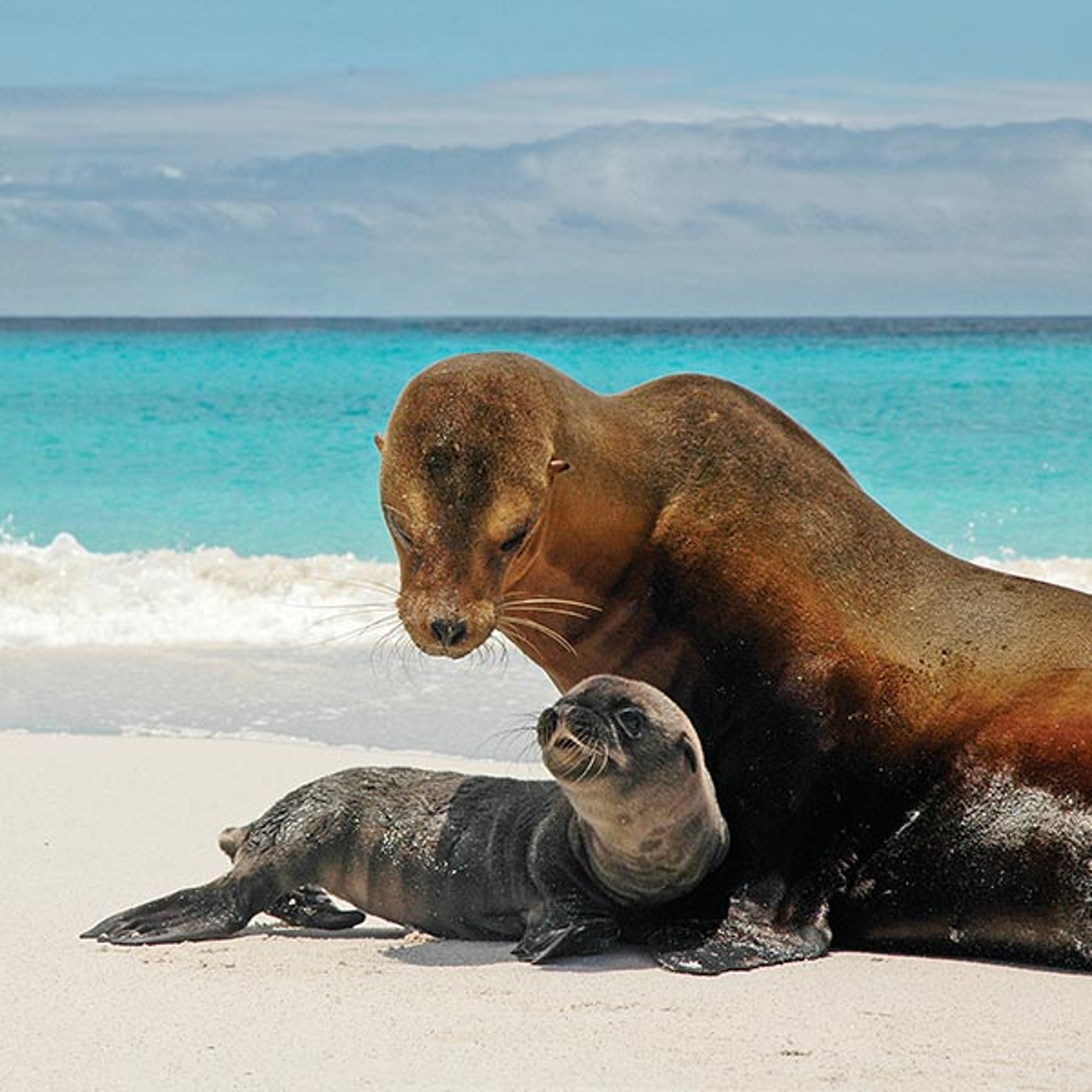 Galapagos Sea Lions sunbathing on a sandy beach