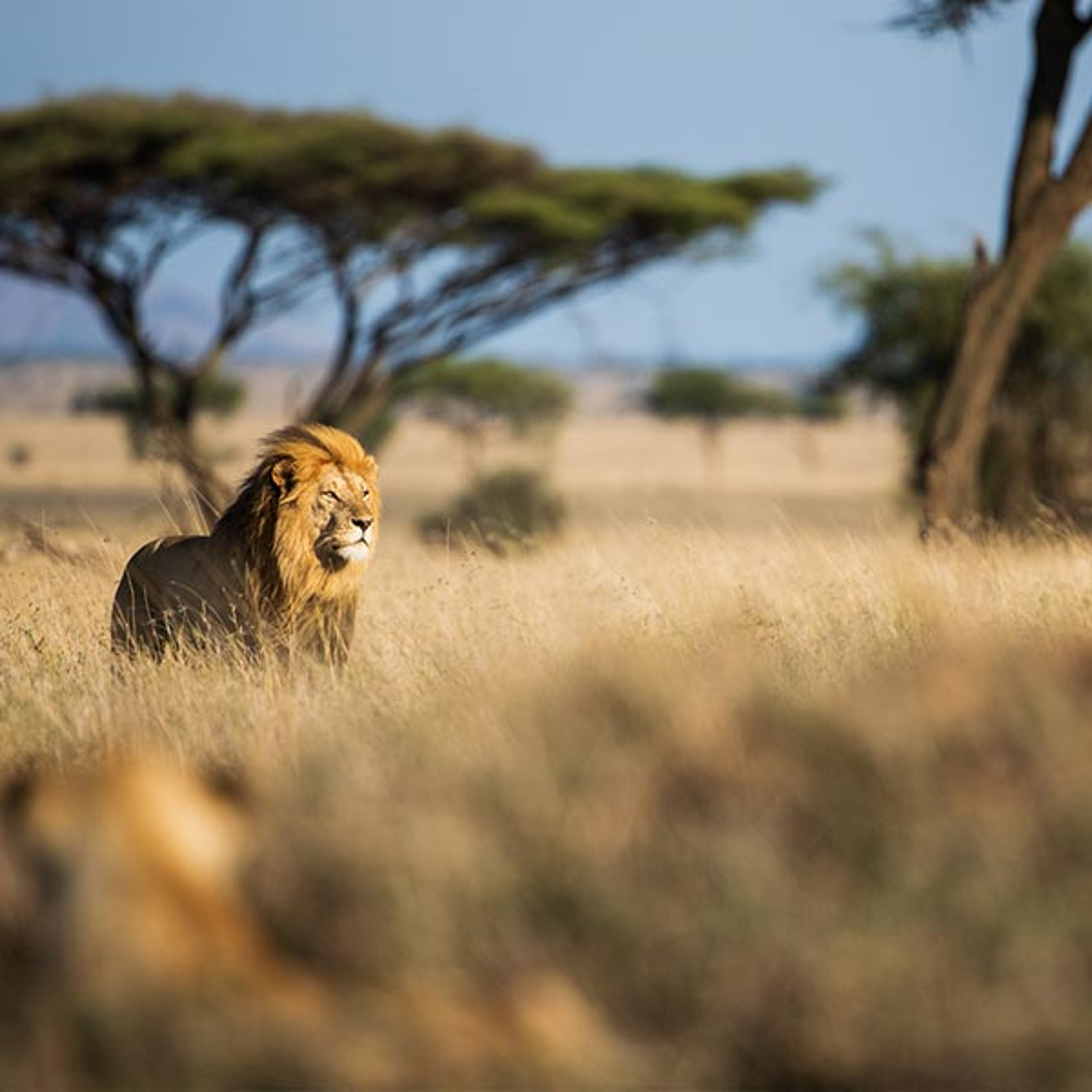 Lion on plains of Africa