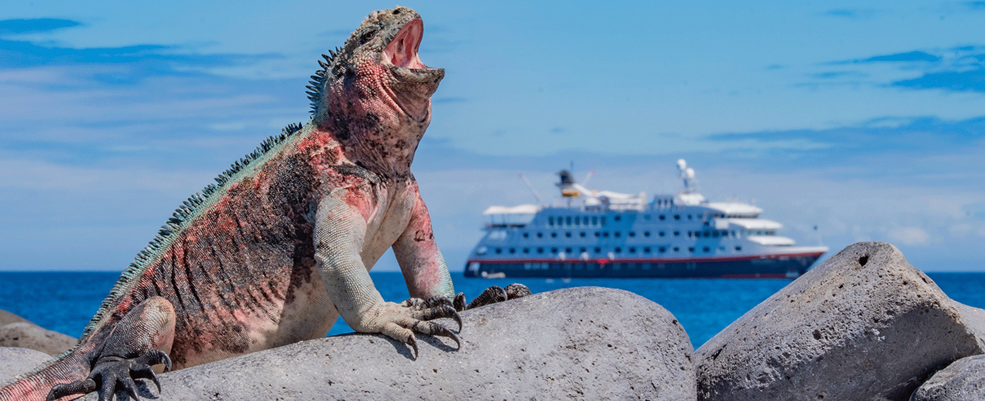 Iguana in the Galapagos
