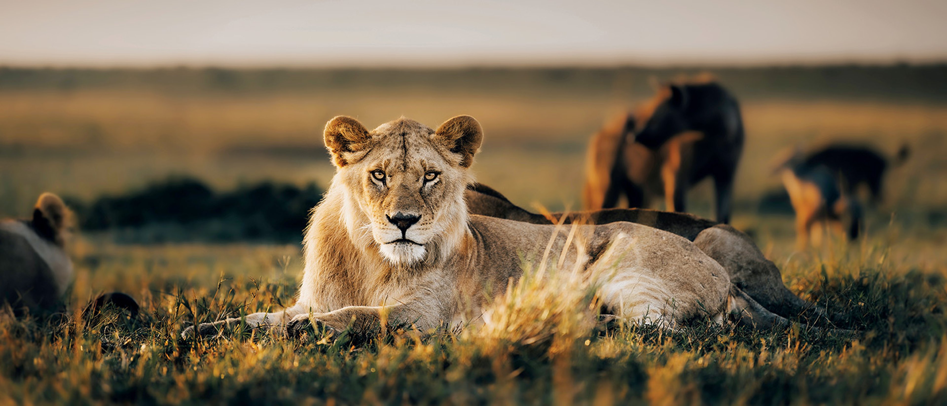 African lion