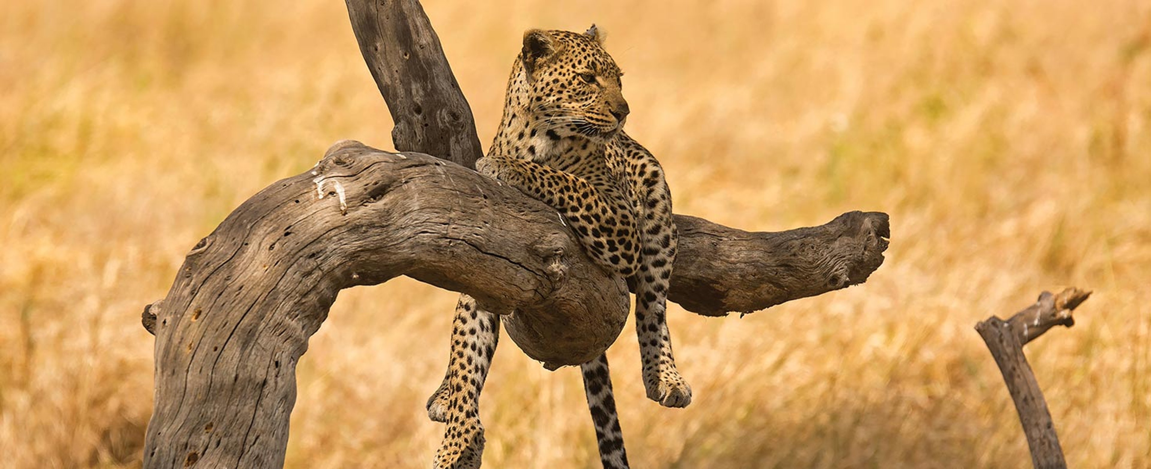 leopard hanging out in tree in East Africa