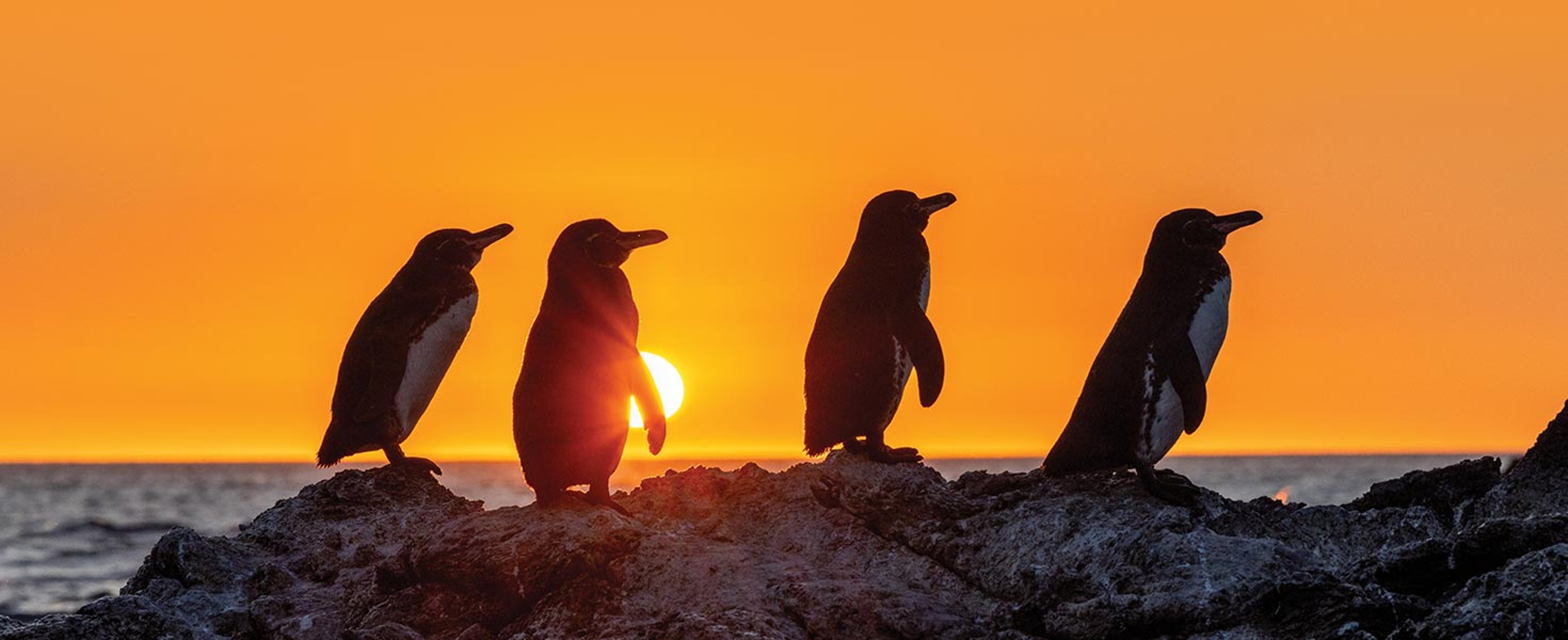 Penguins in Antarctica