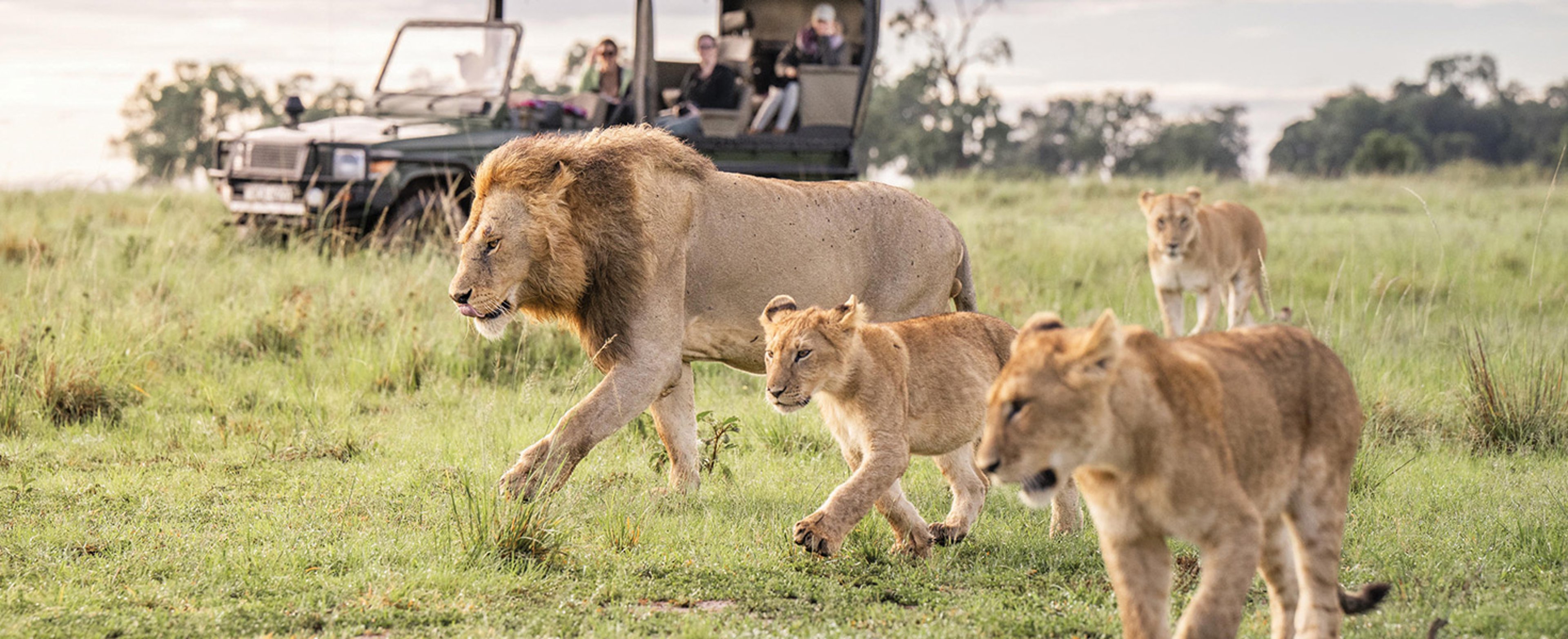 Lion family strolling along the plains in Kenya