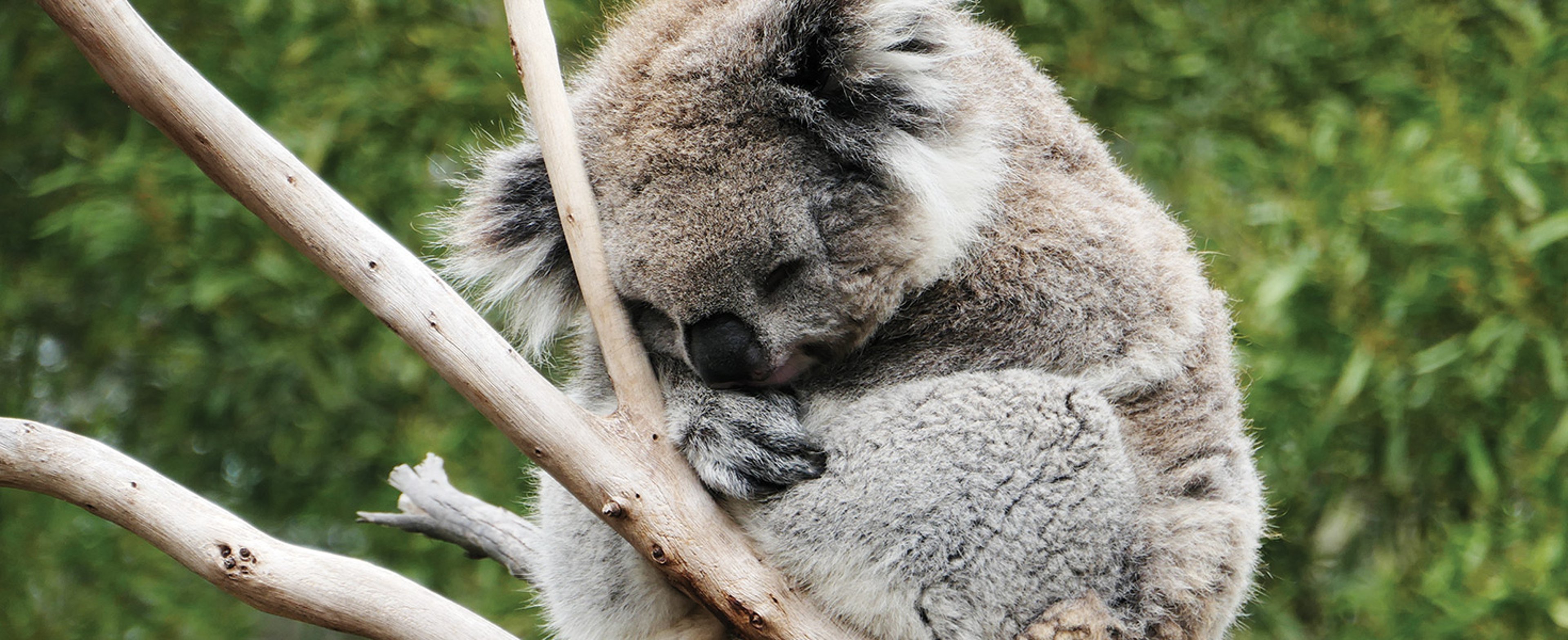 Koala resting in a tree