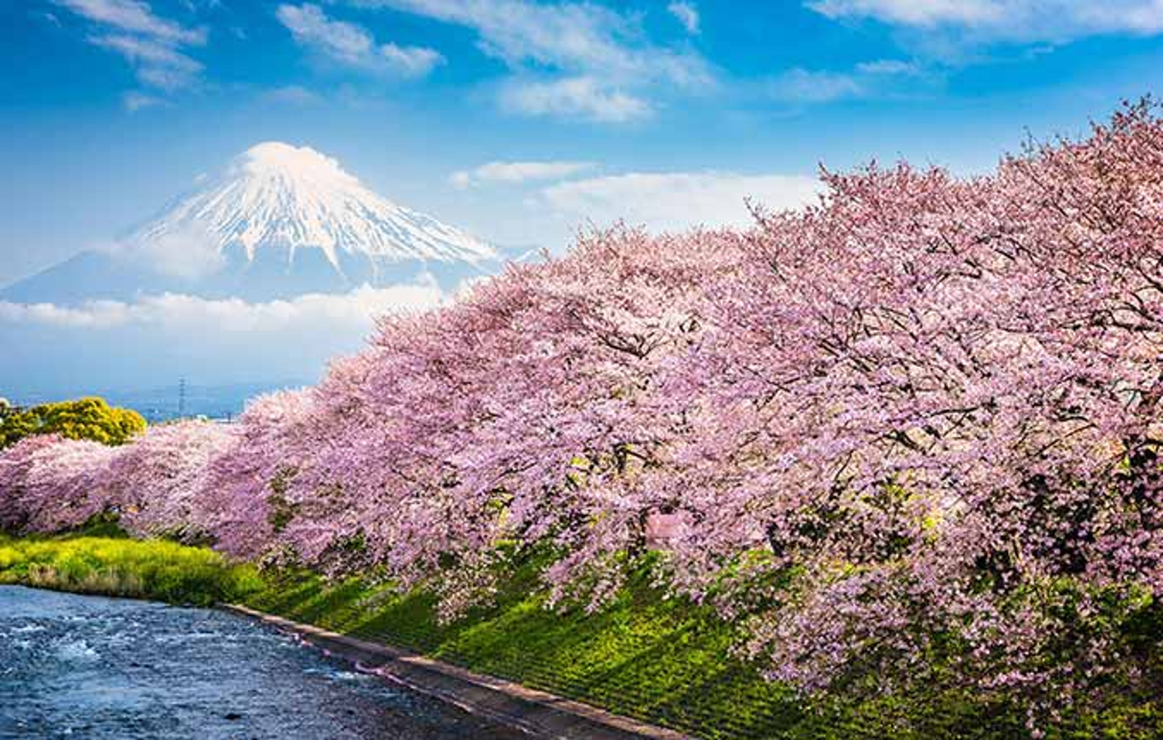 Cherry blossoms blooming in Japan