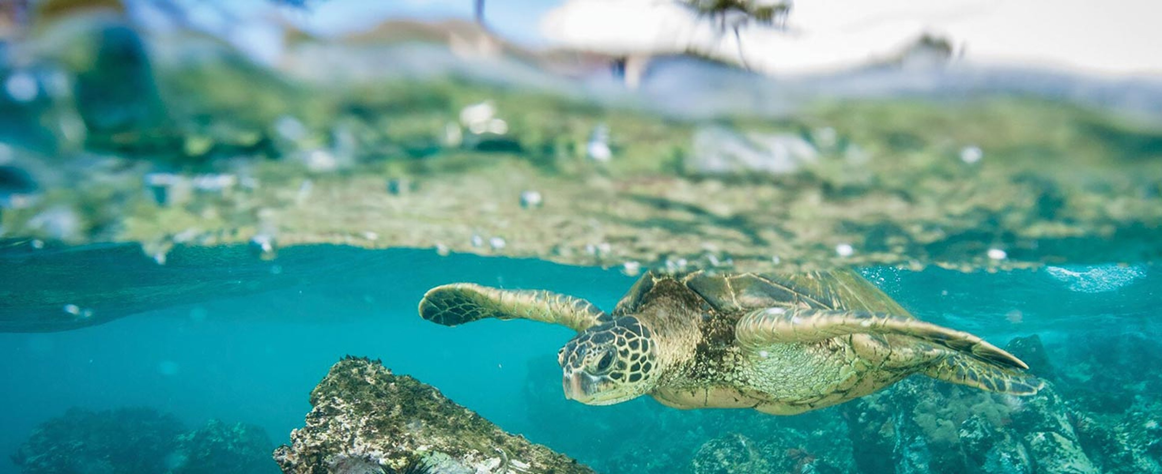Sea Turtle swimming