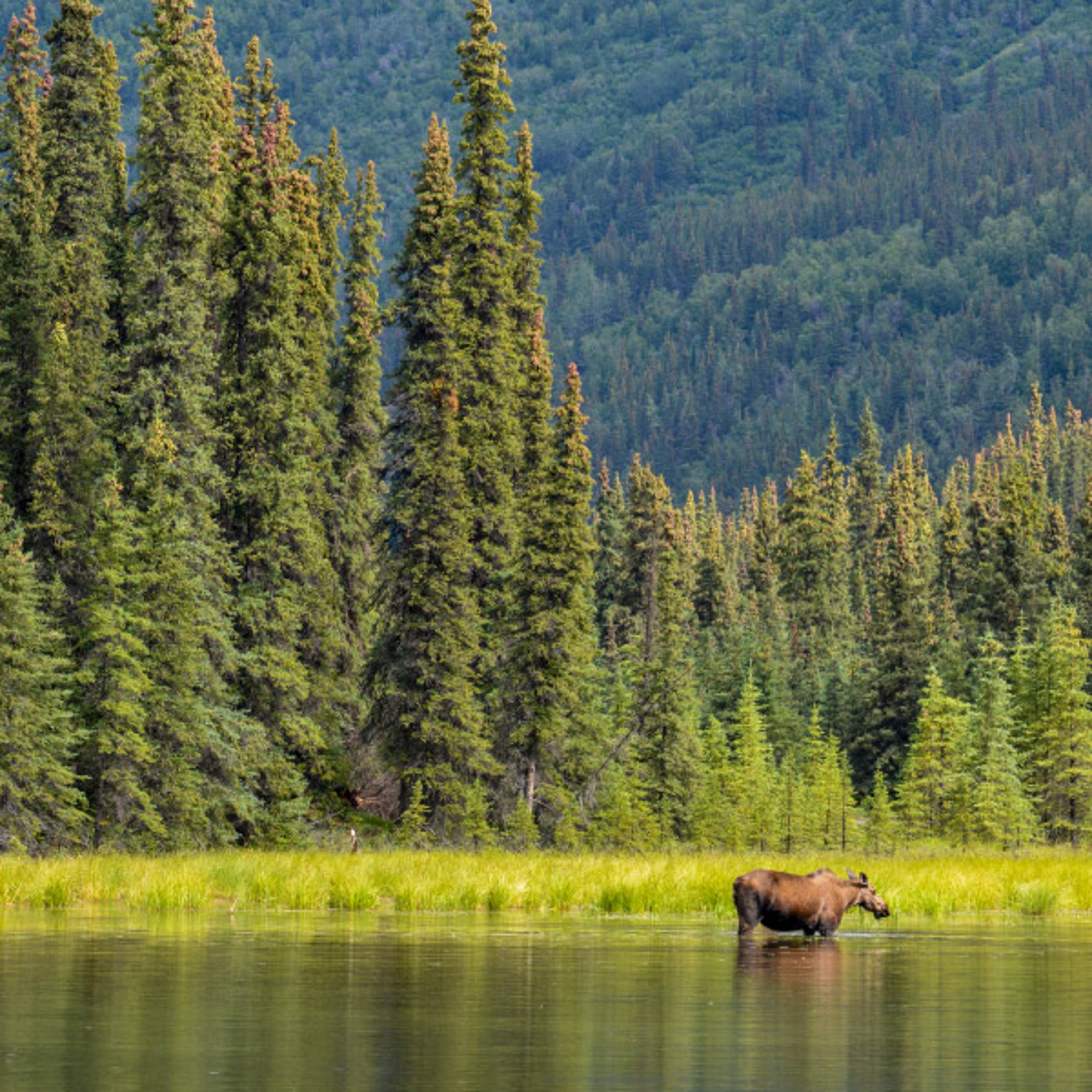 Large moose wading in Alaskan waters with pine trees and towering mountains in the background