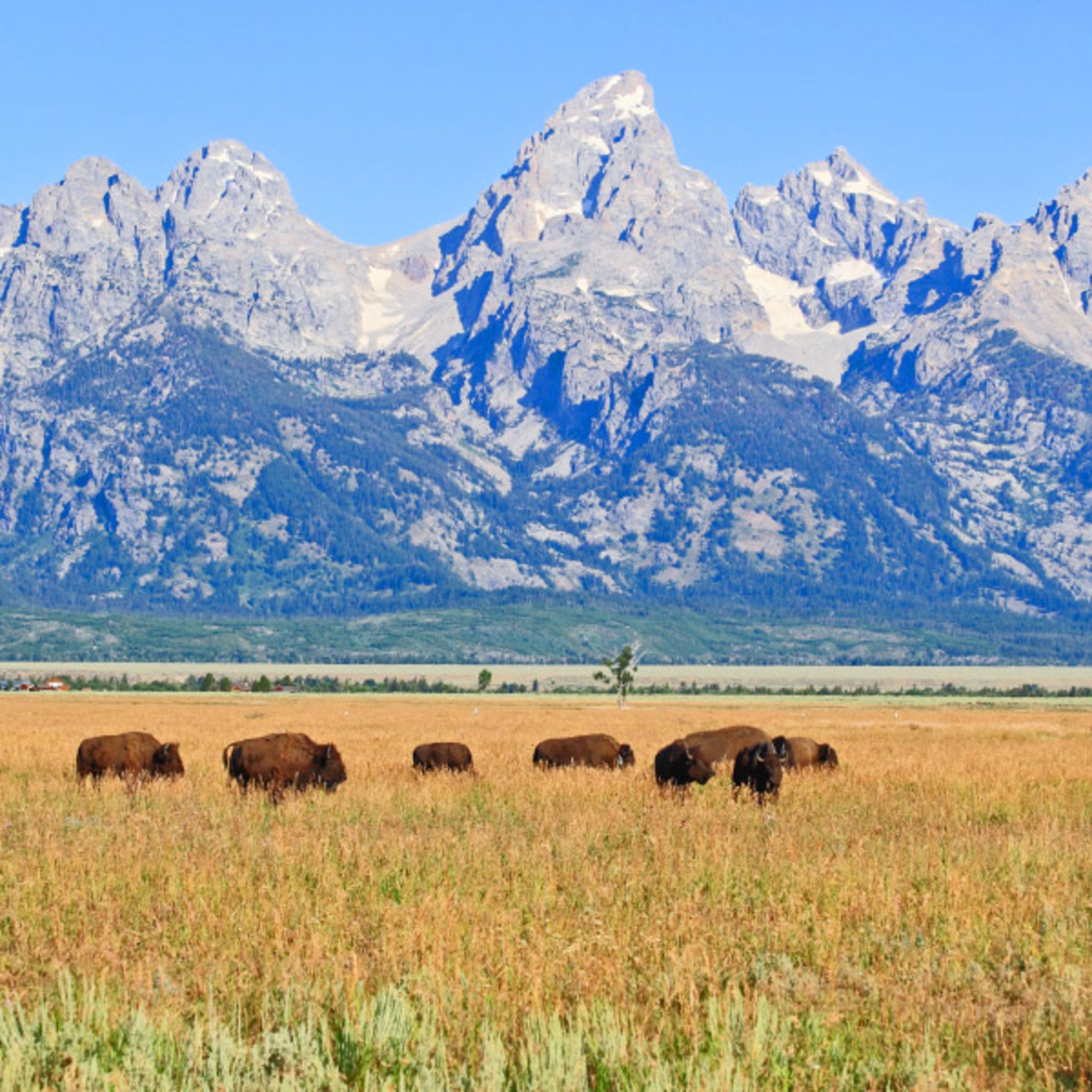 American bison grazing in Grand Teton National Park, Wyoming