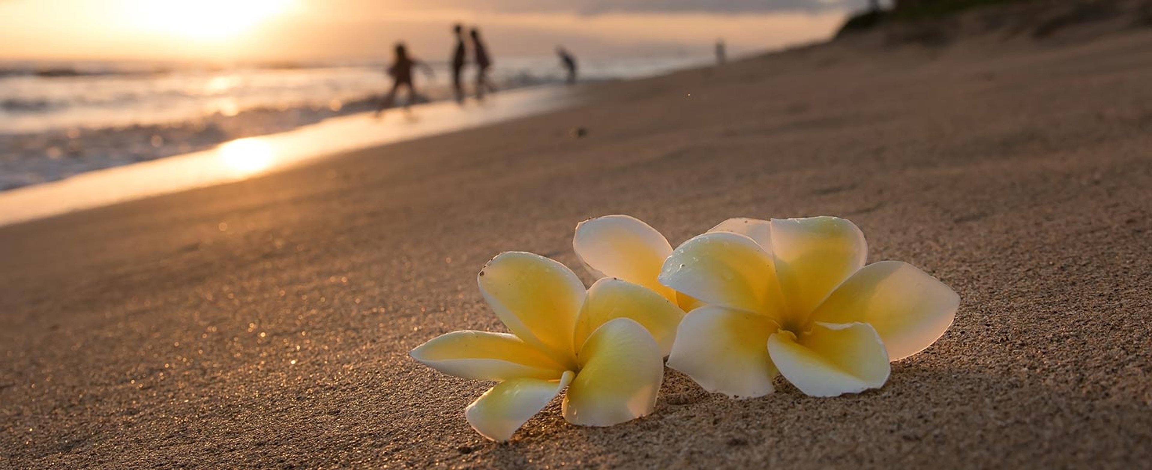 flowers on a Maui Beach