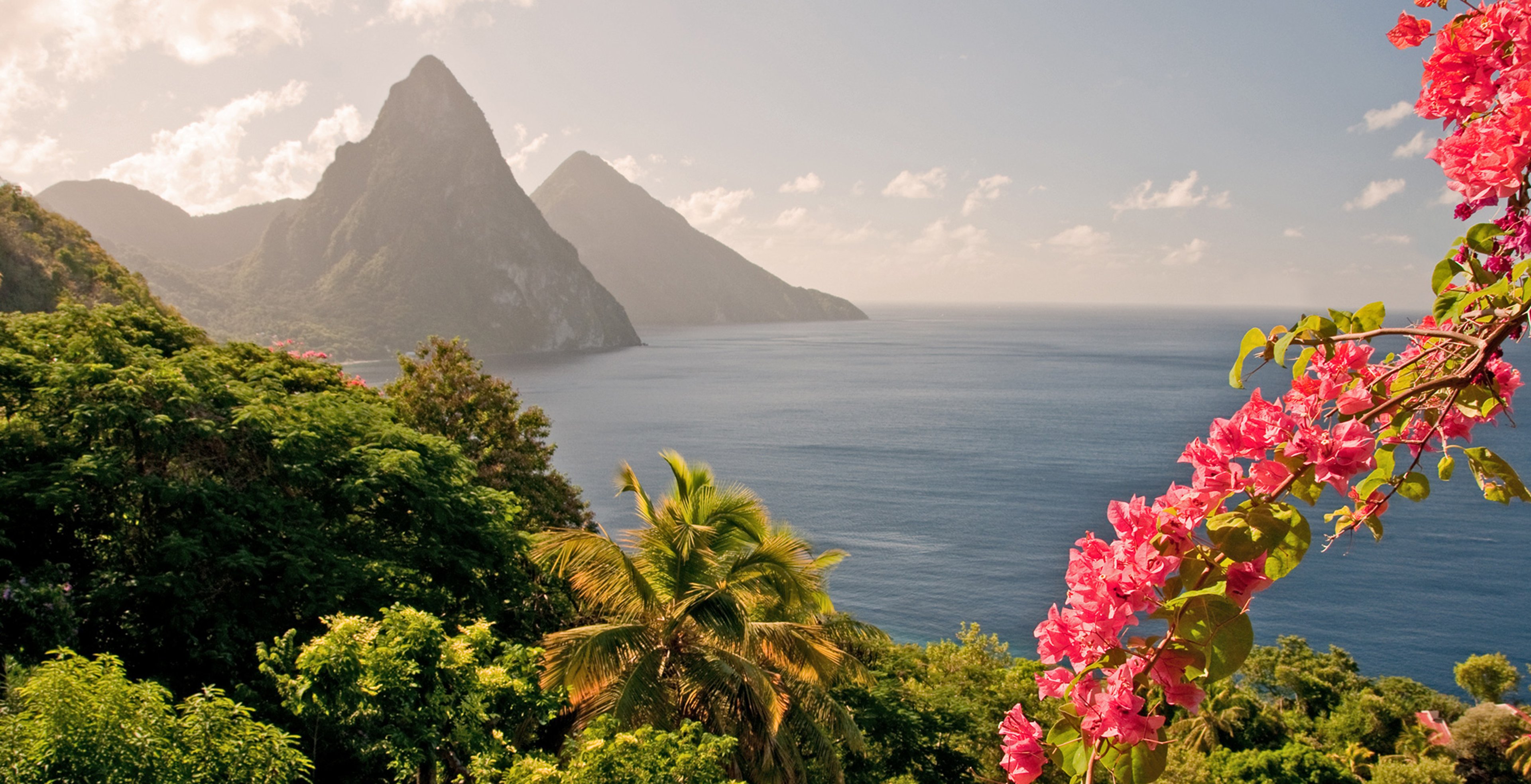 Saint Lucia pink flowers and rainforest in with volcano in Piton Mountains and ocean in background