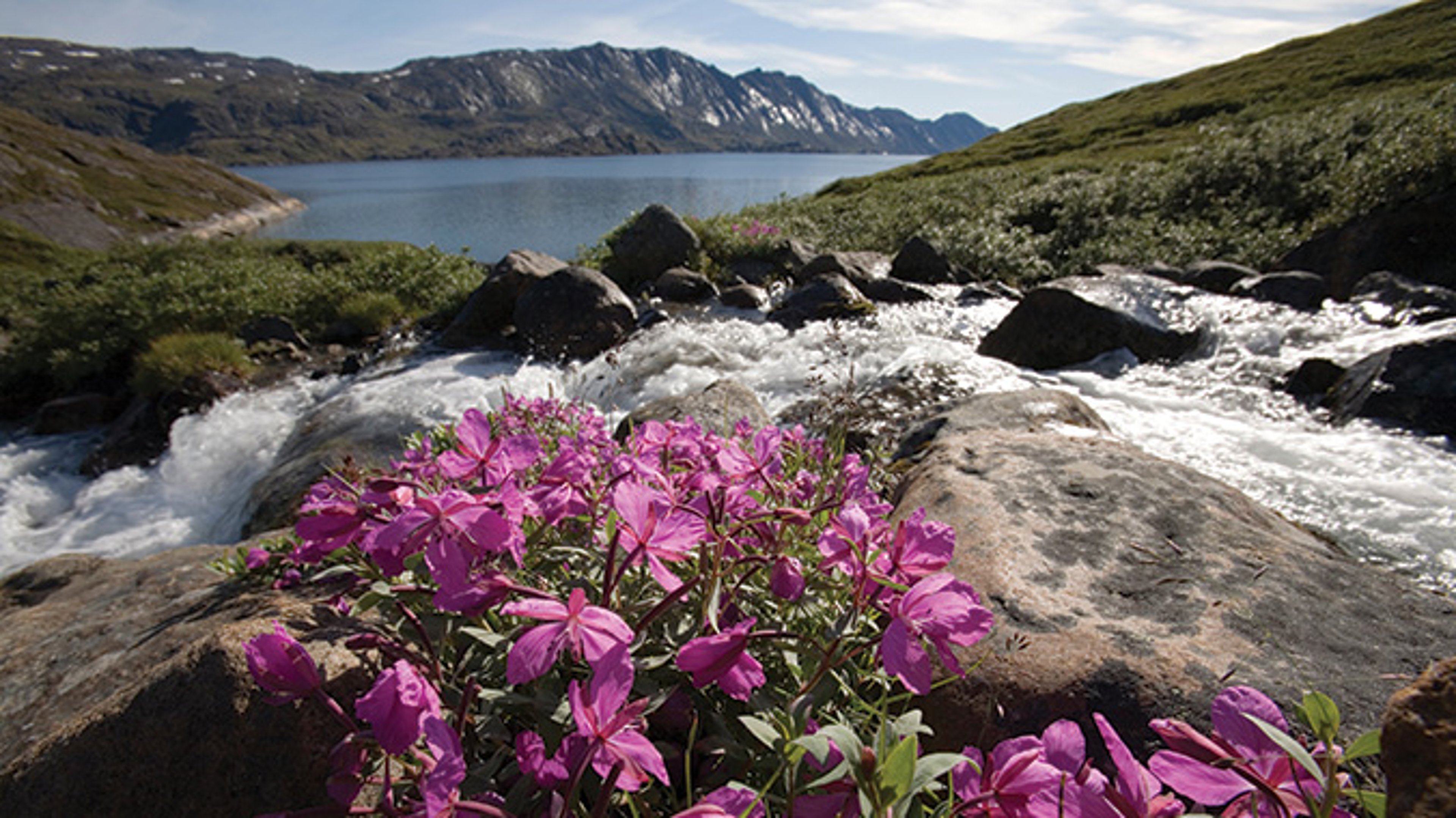 AAA Travel Set Sail Azamara Cruises Purple flowers growing by stream at the foot of majestic mountains and lake