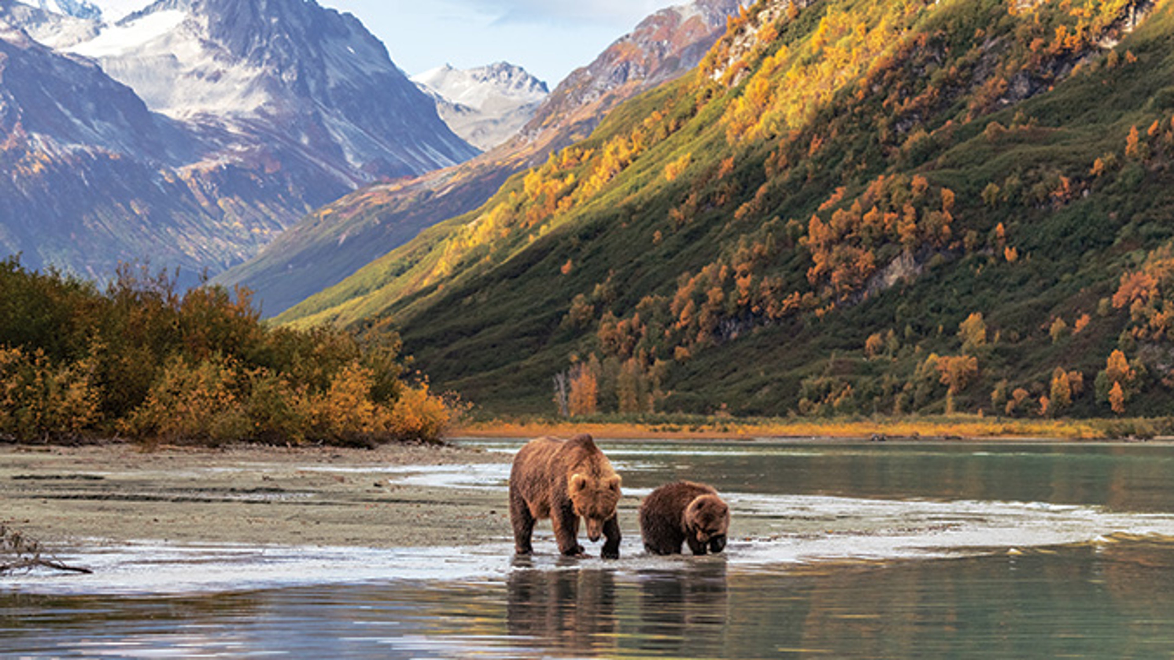 AAA Travel Set Sail Holland America Mother bear and bear cub drinking at the side of a lake beneath mountains