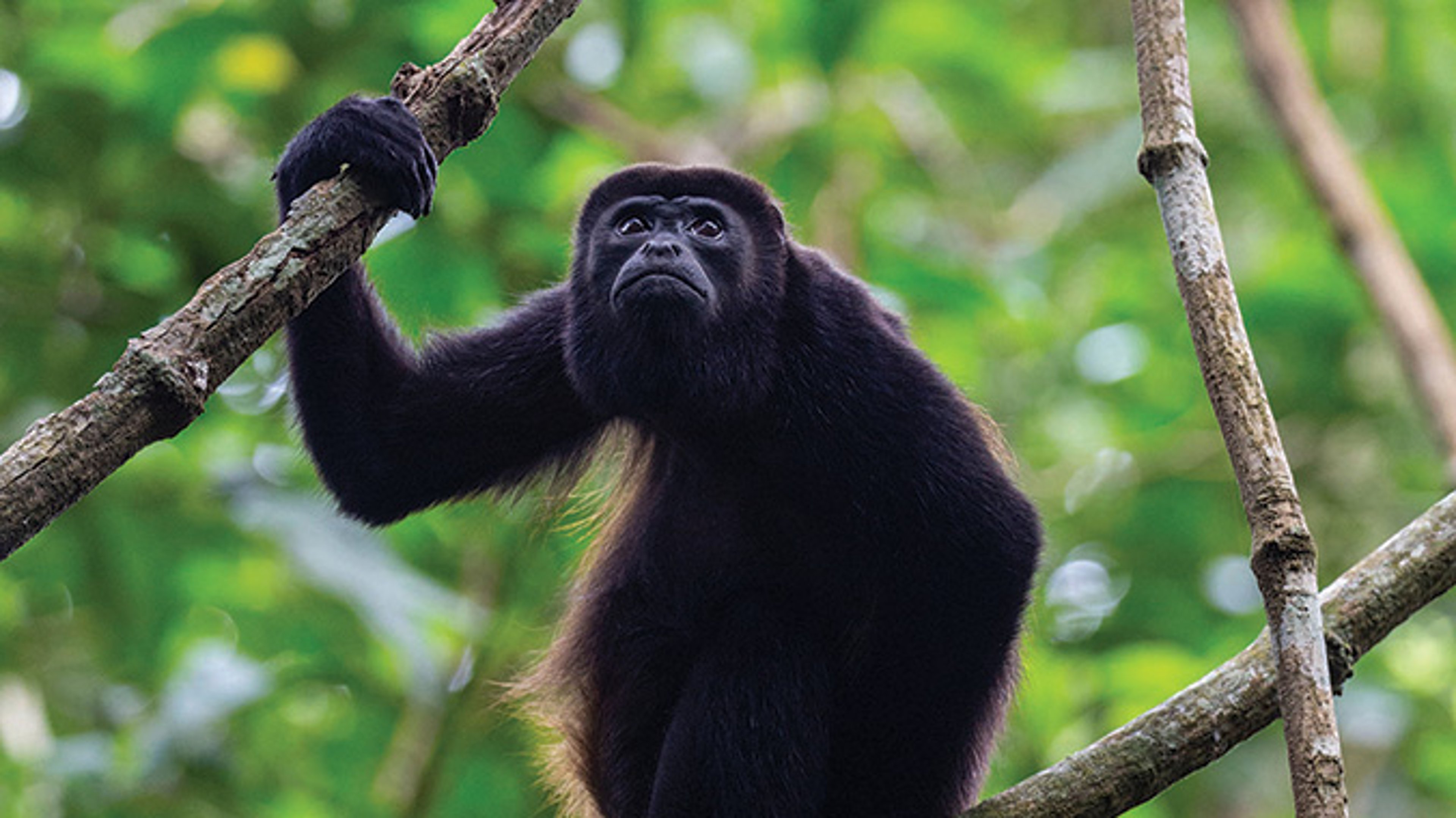 AAA Travel Set Sail Lindblad Expeditions Mantled howler monkey in tree, National Park Tortuguero, Costa Rica