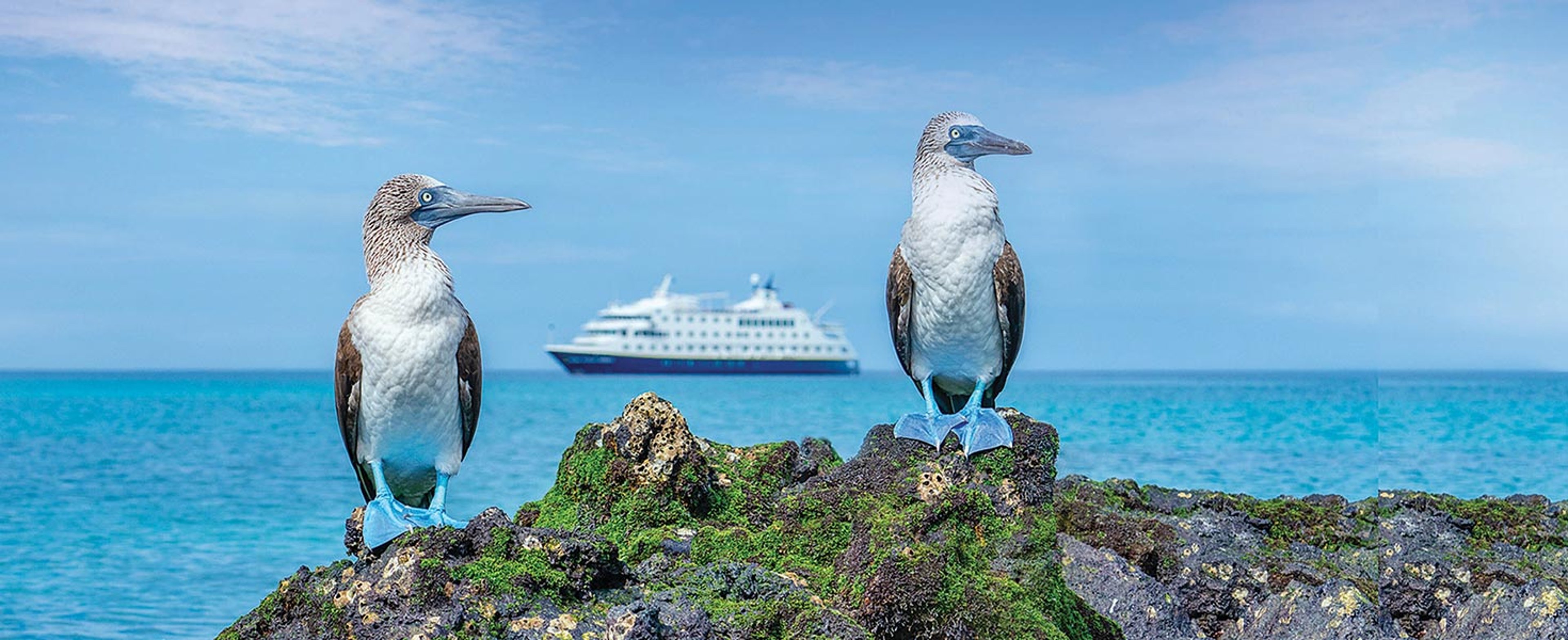 Exotic birds in Antarctica with Lindblad ship in background