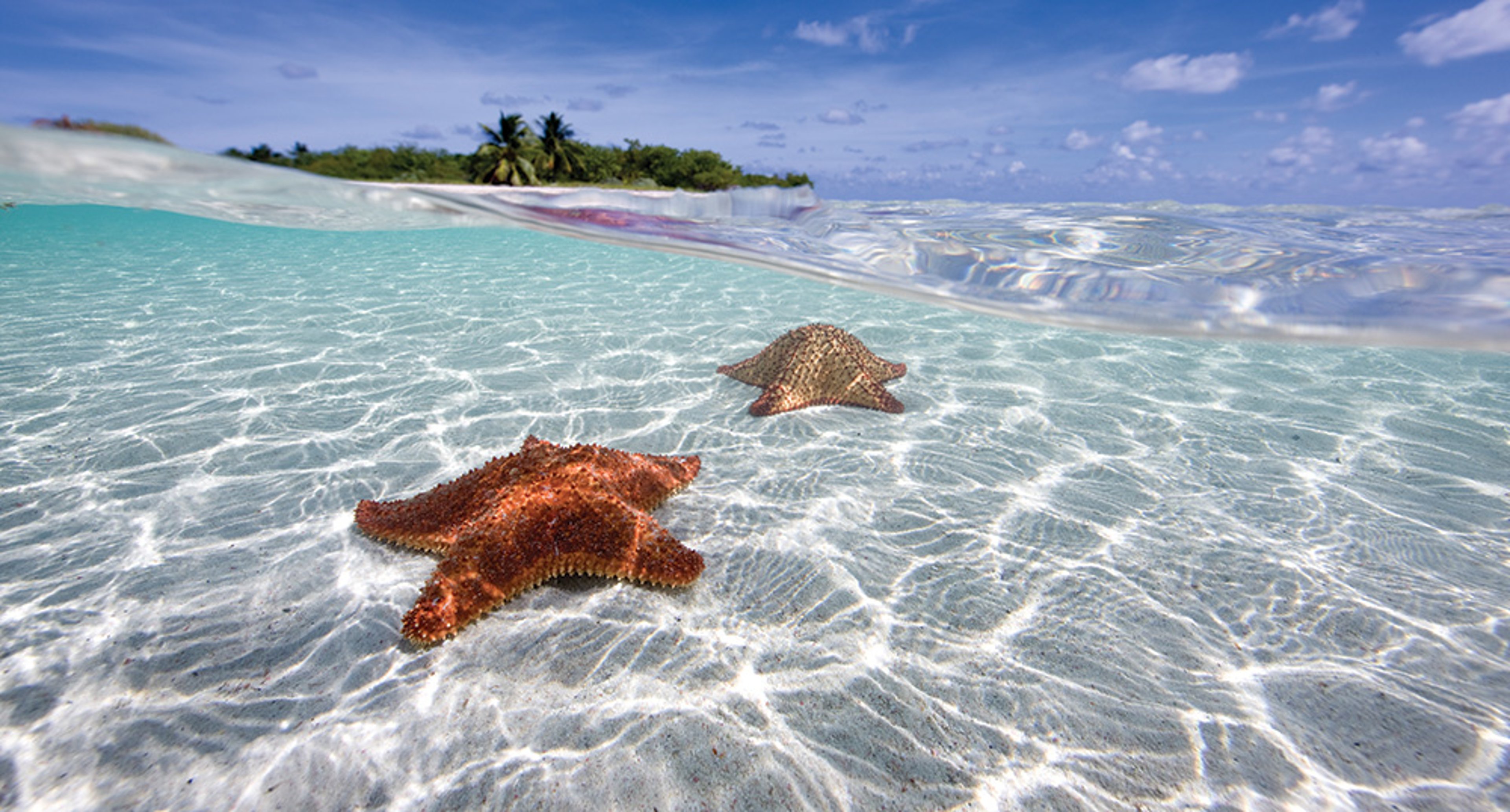 Two starfish in shallow, clear tropical water with an island in the background.